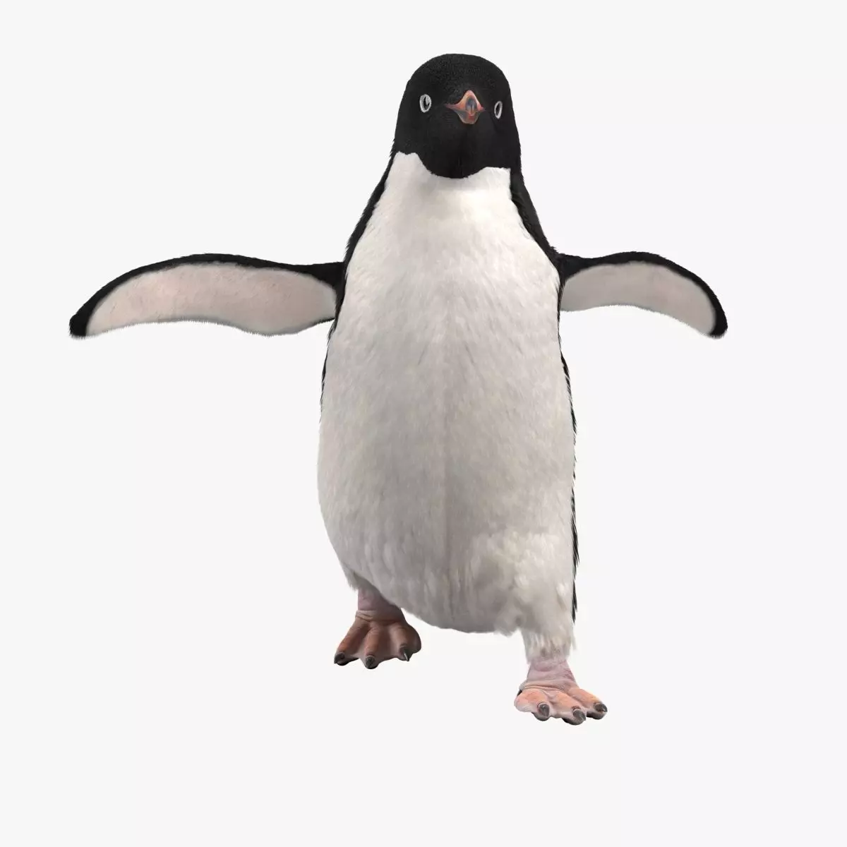 Pygoscelis Animated - VFX Grace 3D model_0