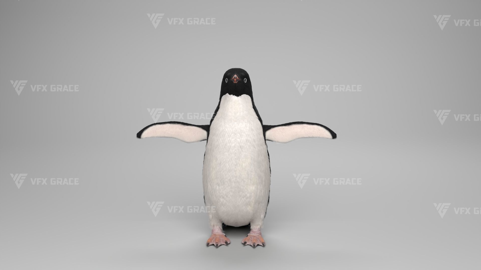 Pygoscelis Animated - VFX Grace 3D model_11