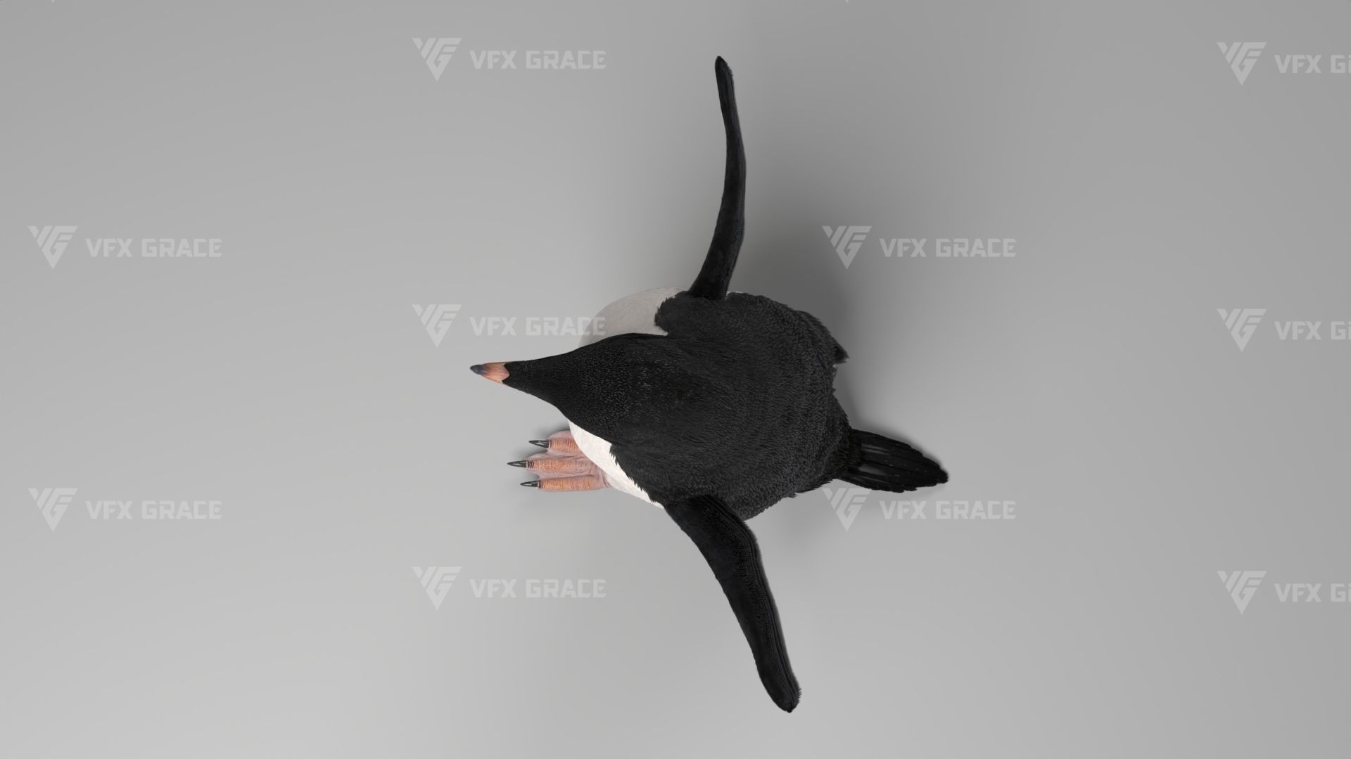Pygoscelis Animated - VFX Grace 3D model_10