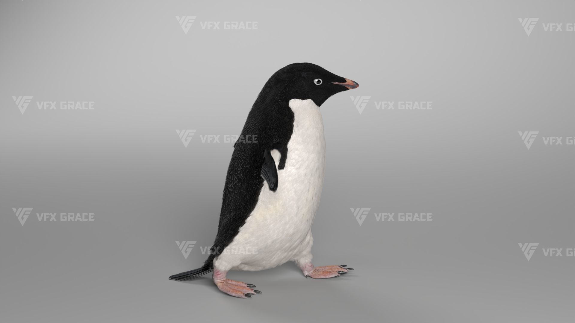Pygoscelis Animated - VFX Grace 3D model_7