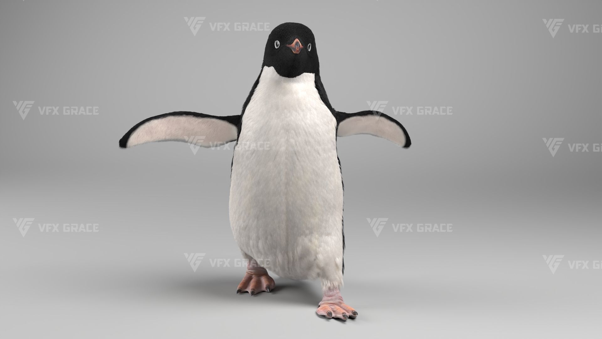 Pygoscelis Animated - VFX Grace 3D model_9