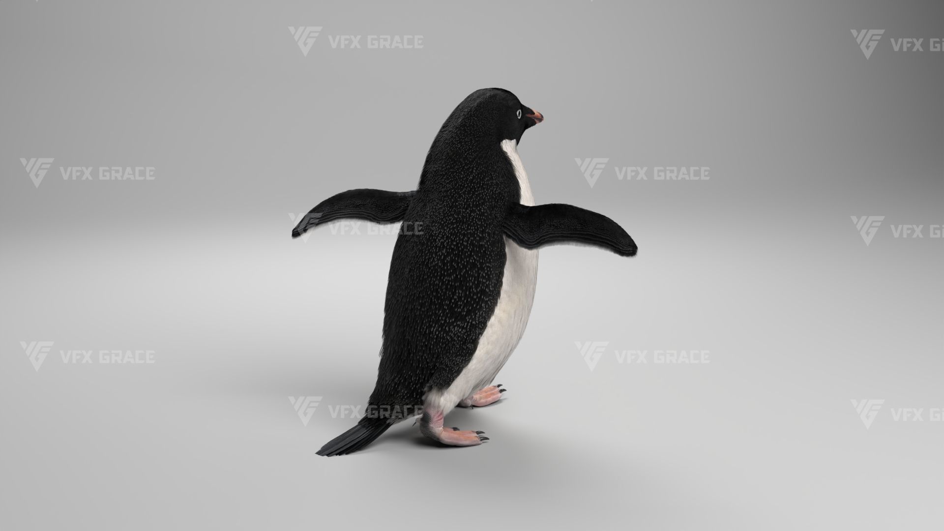Pygoscelis Animated - VFX Grace 3D model_8