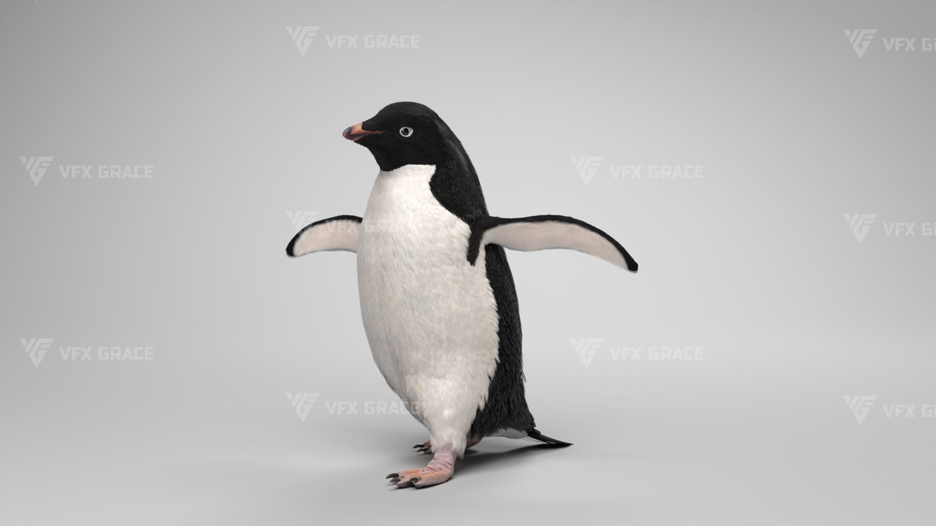 Pygoscelis Animated - VFX Grace 3D model_6
