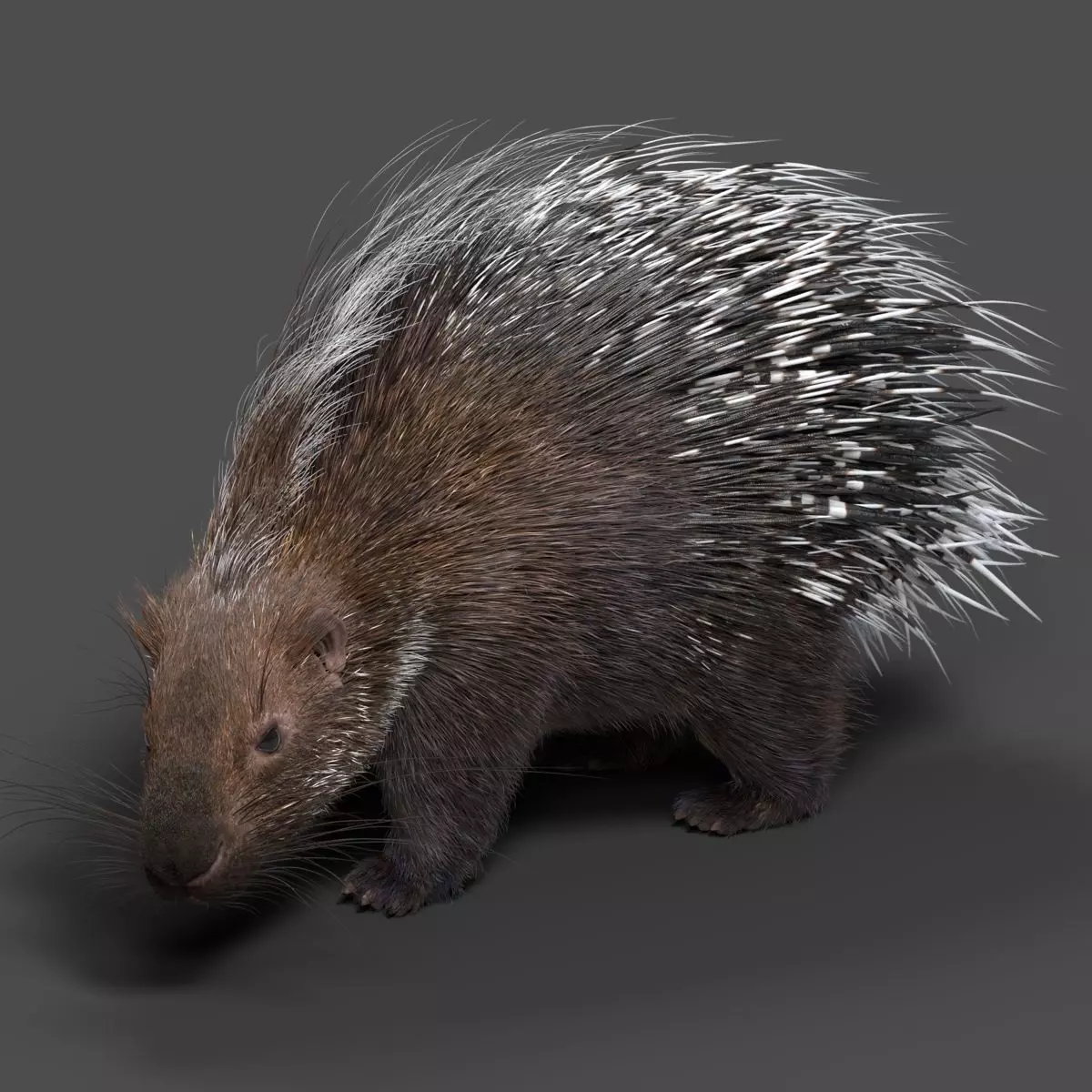 Porcupine Animation - VFX Grace 3D model