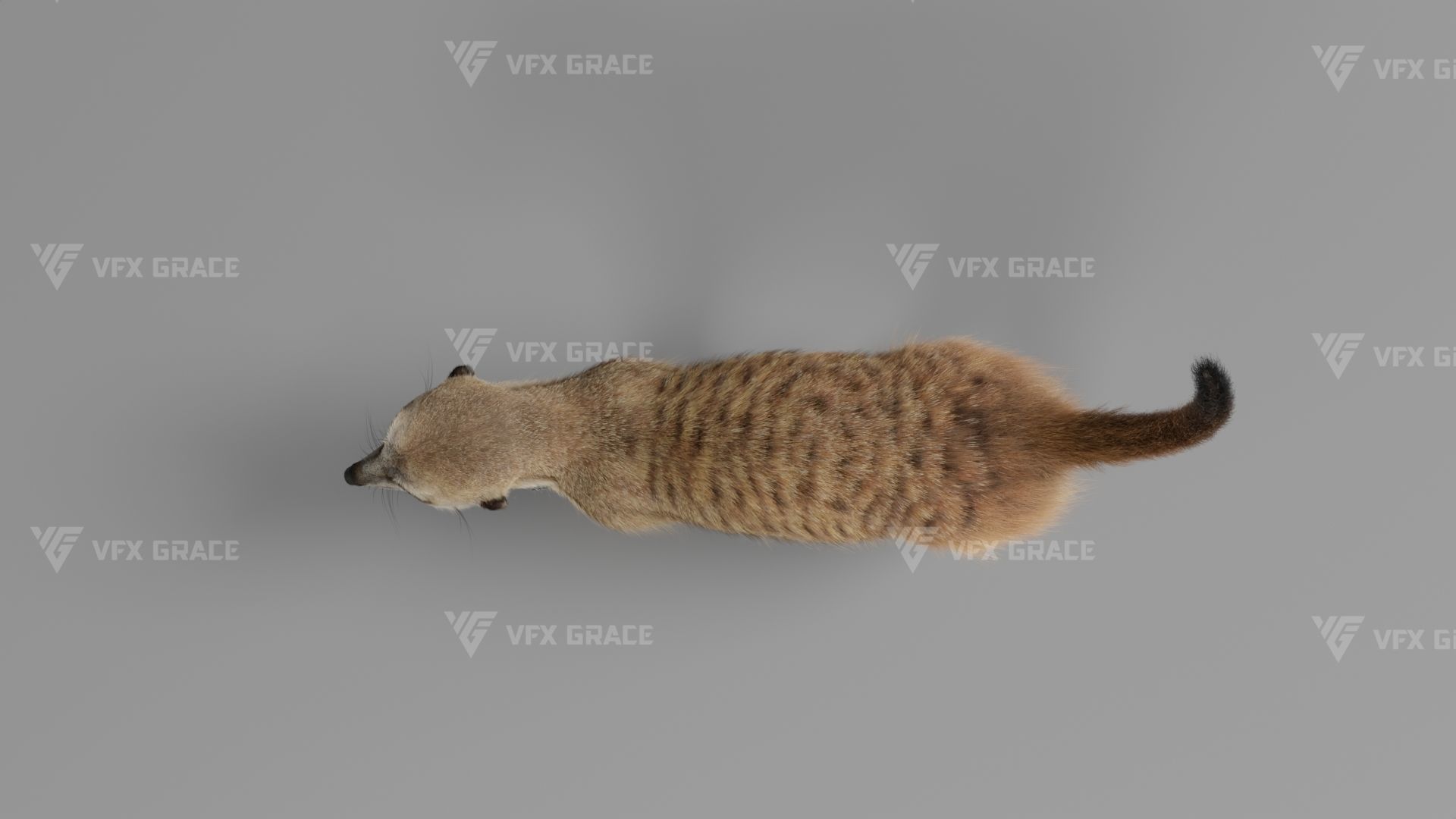 Meerkat Animated - VFX Grace 3D model_10