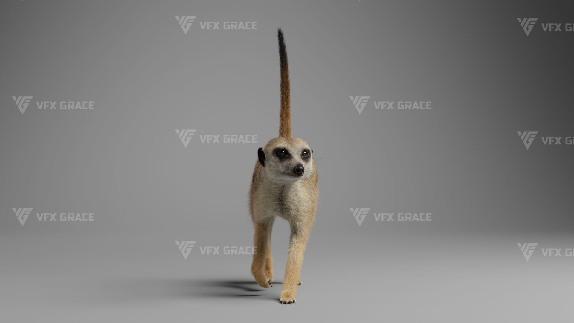 Meerkat Animated - VFX Grace 3D model_9