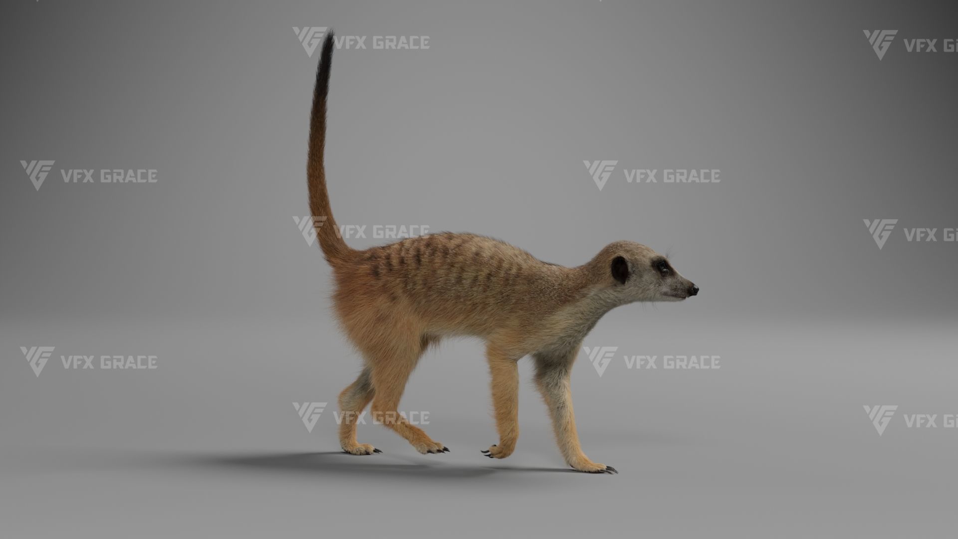 Meerkat Animated - VFX Grace 3D model_7