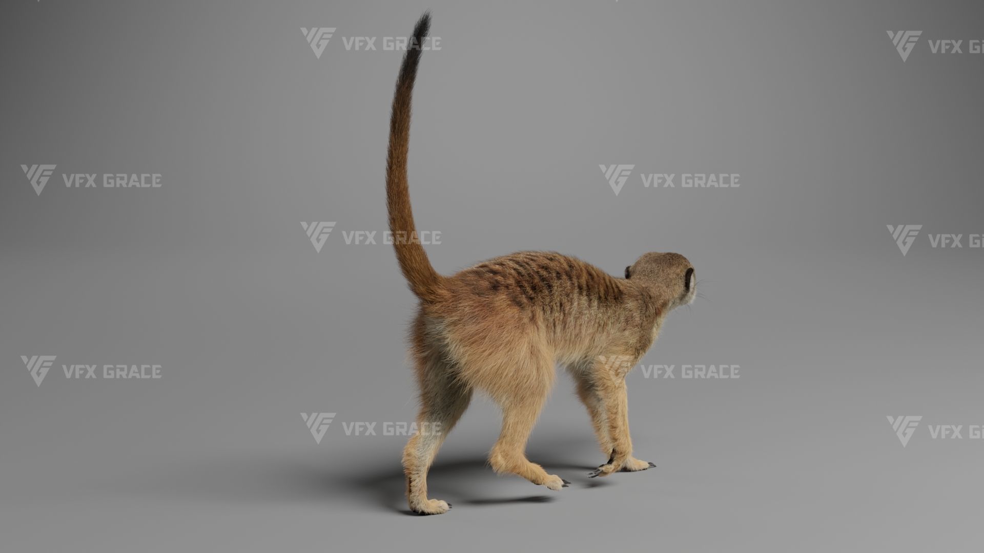 Meerkat Animated - VFX Grace 3D model_8