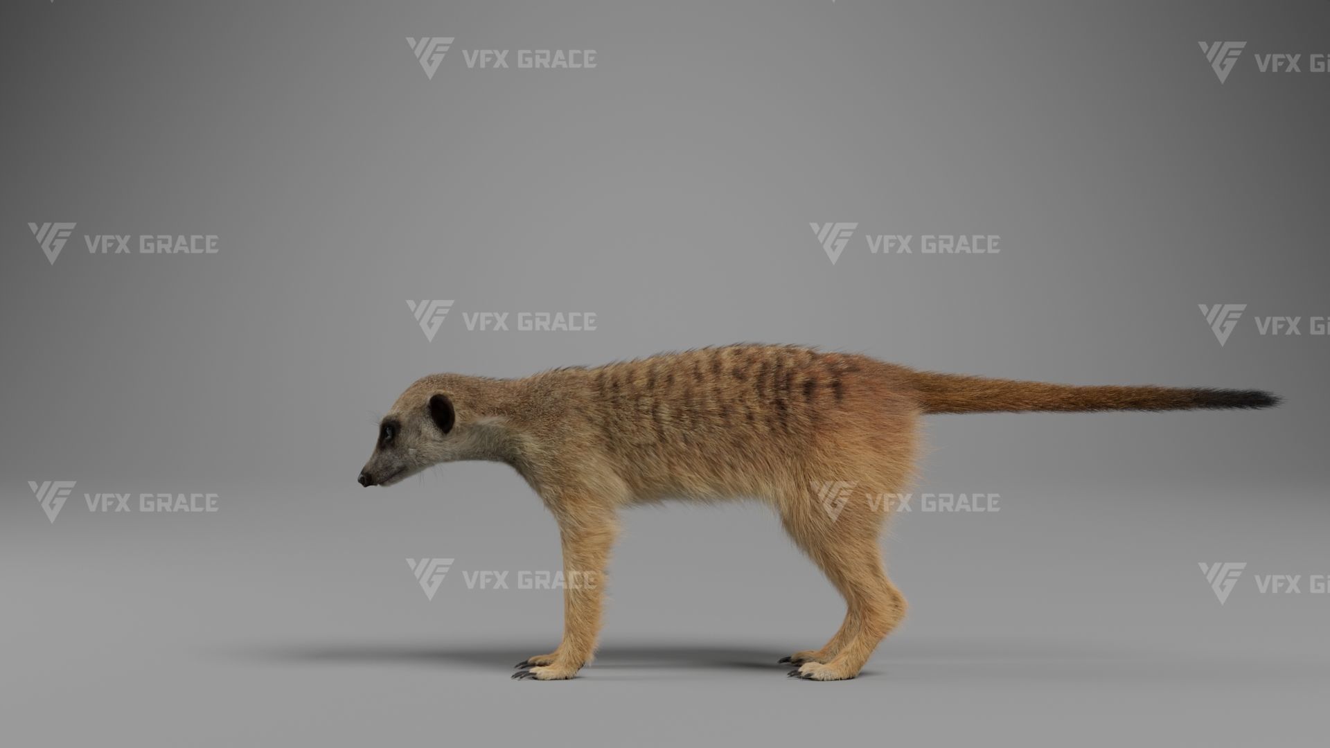 Meerkat Animated - VFX Grace 3D model_11