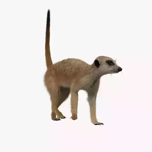 Meerkat Animated - VFX Grace 3D model