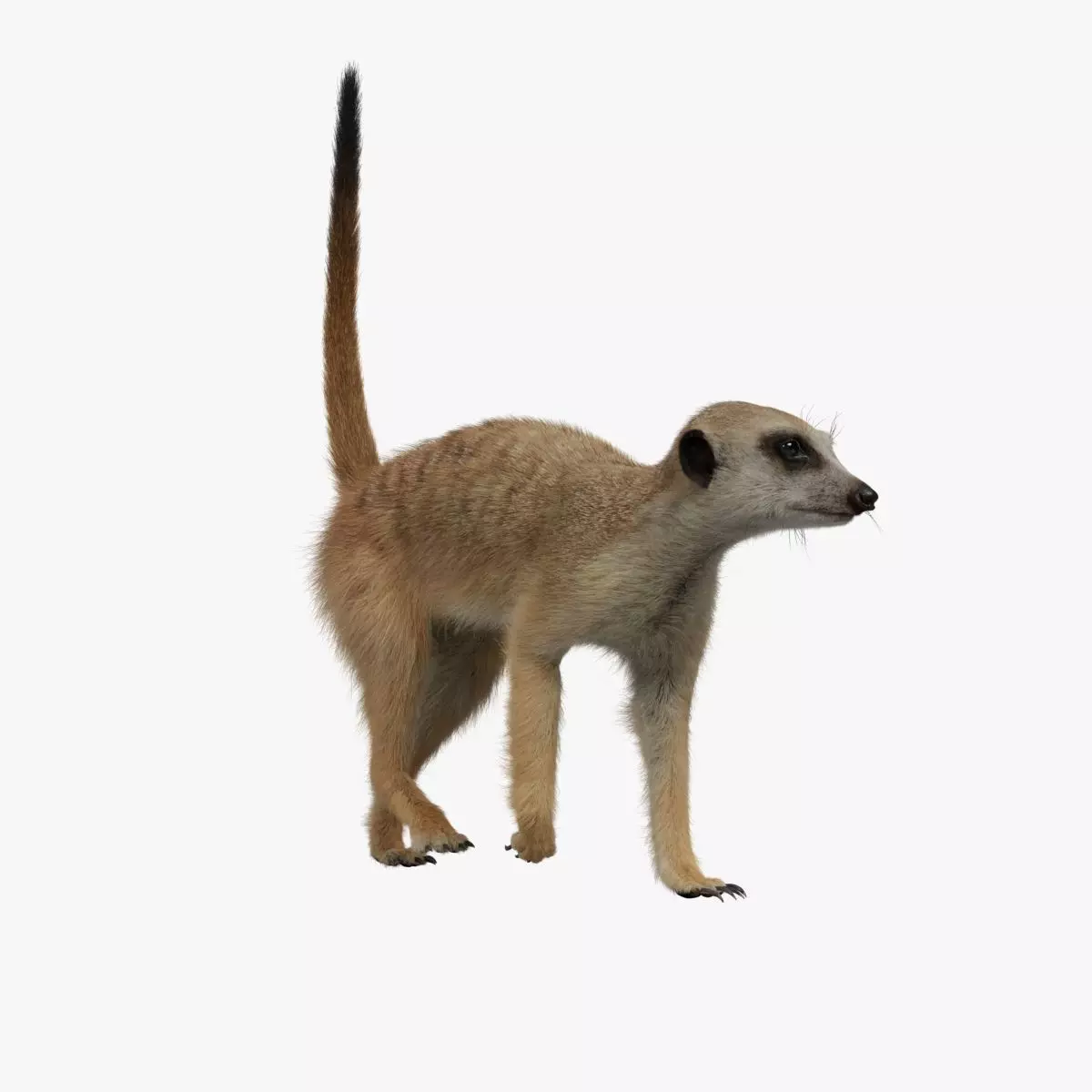 Meerkat Animated - VFX Grace 3D model_0