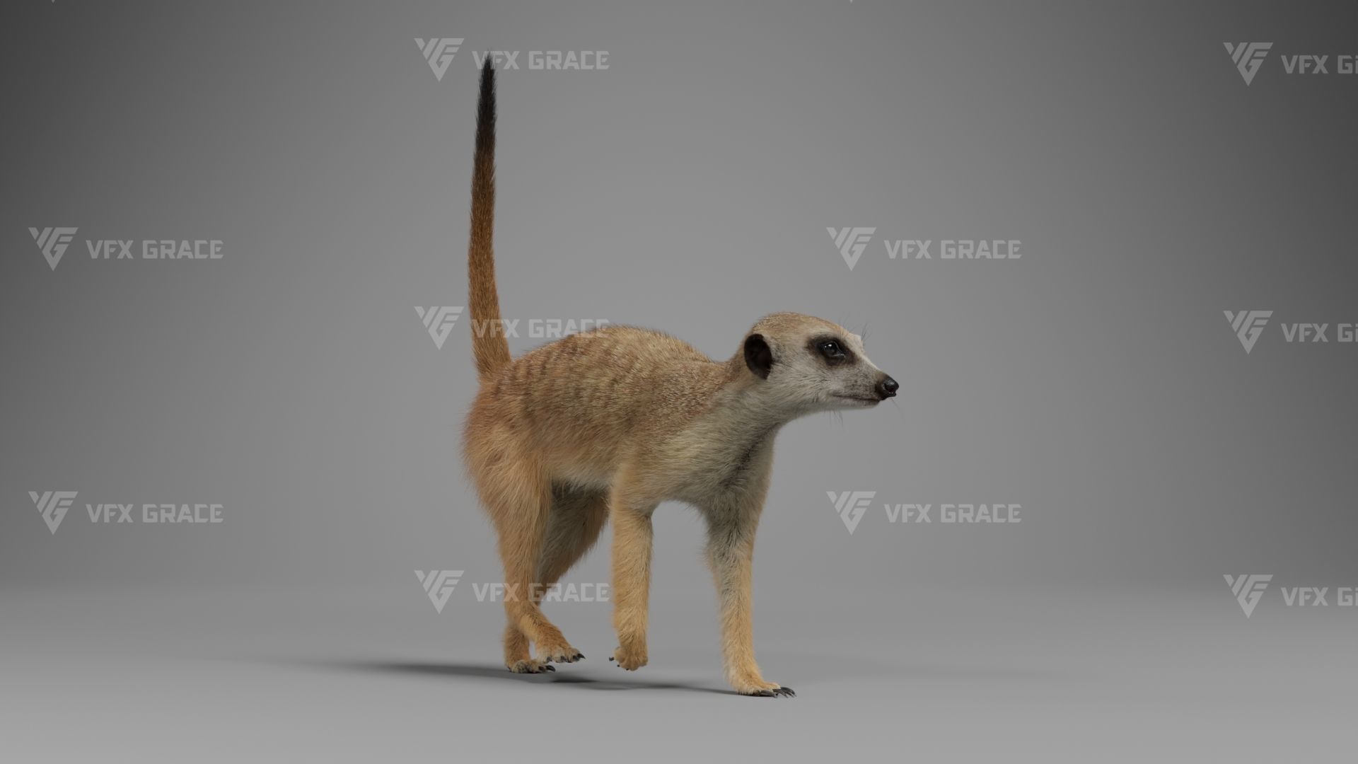 Meerkat Animated - VFX Grace 3D model_6