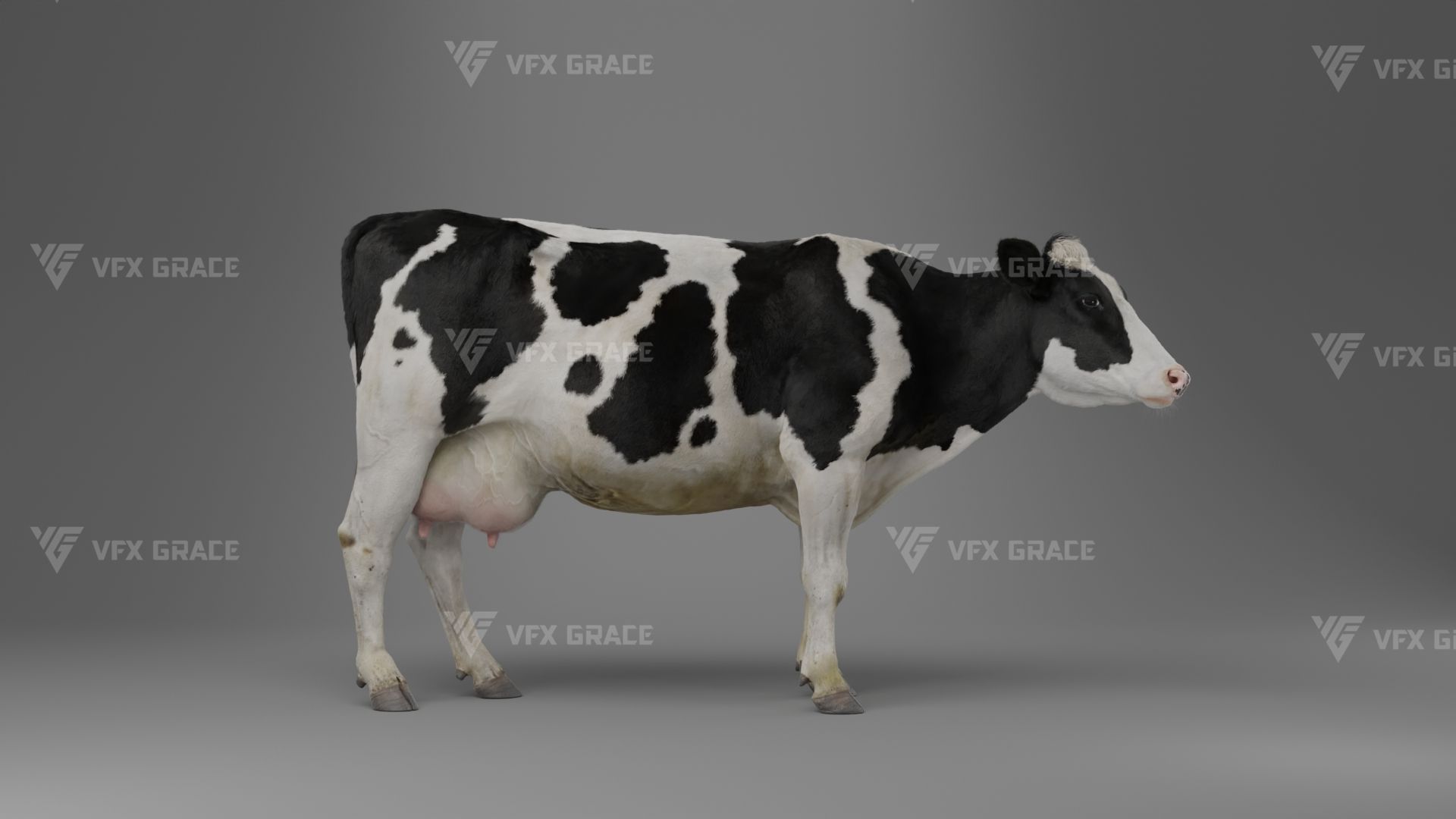 Holstein Female Animation - VFX Grace 3D model_15