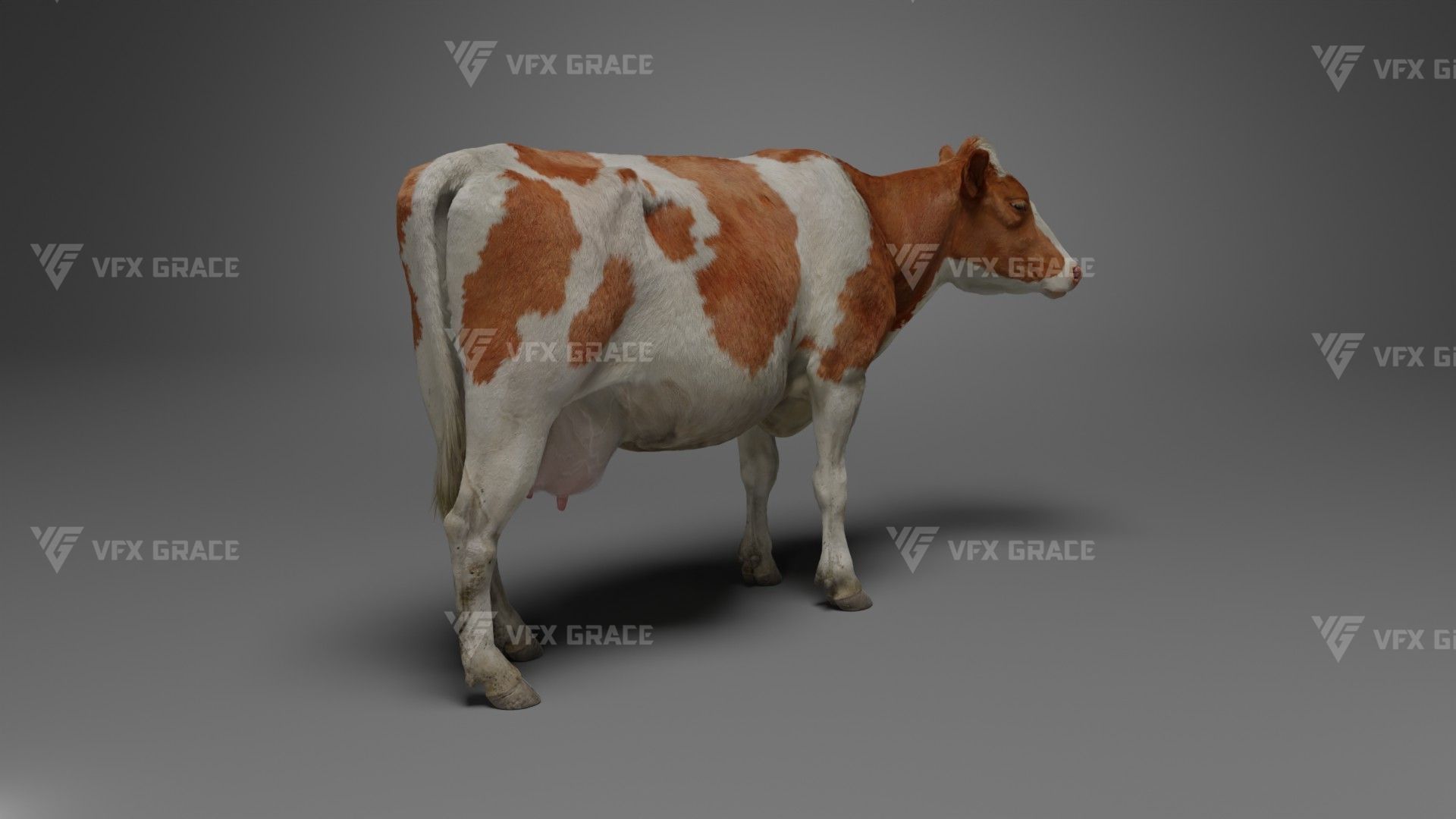 Holstein Female Animation - VFX Grace 3D model_9