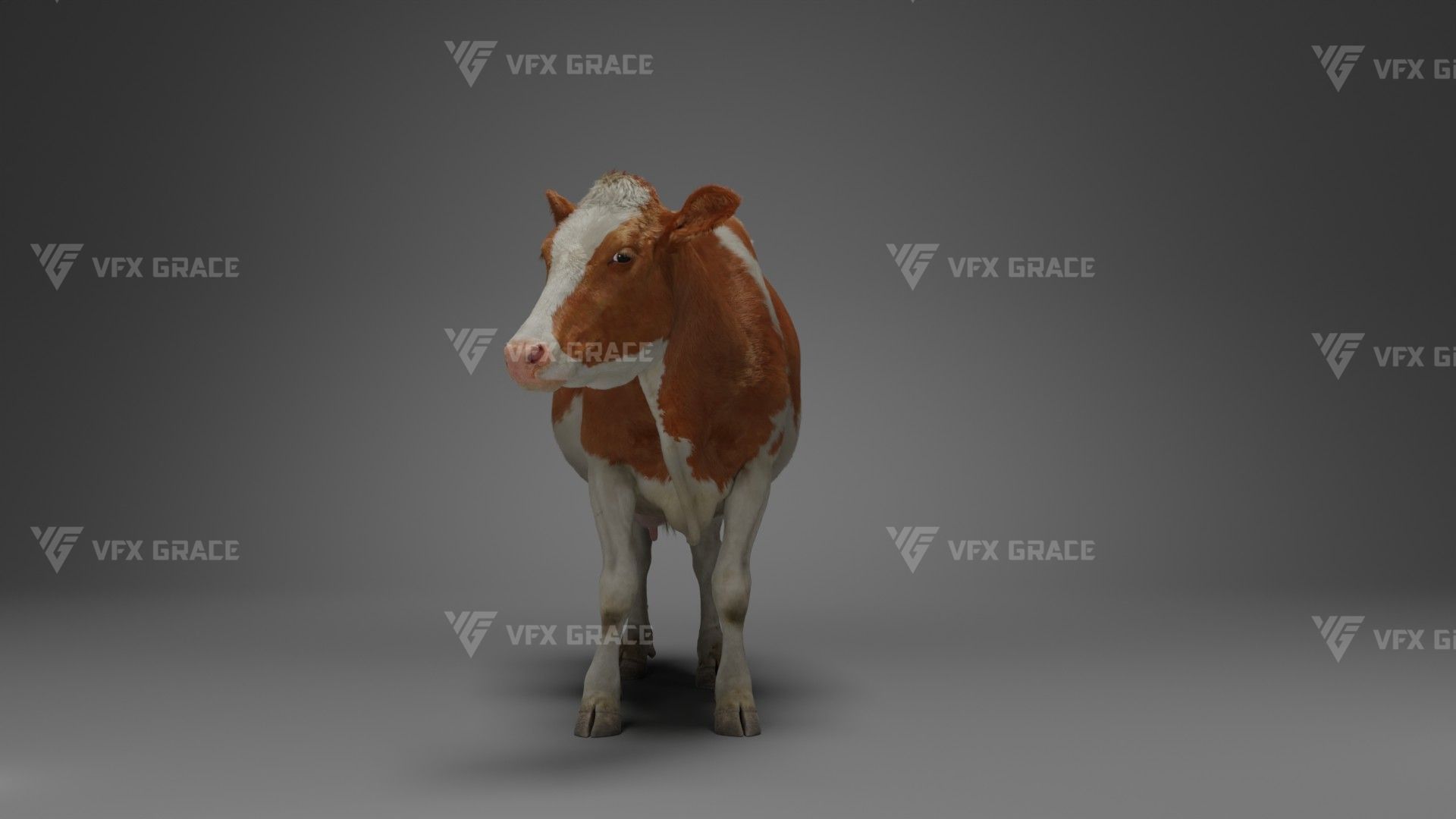 Holstein Female Animation - VFX Grace 3D model_10