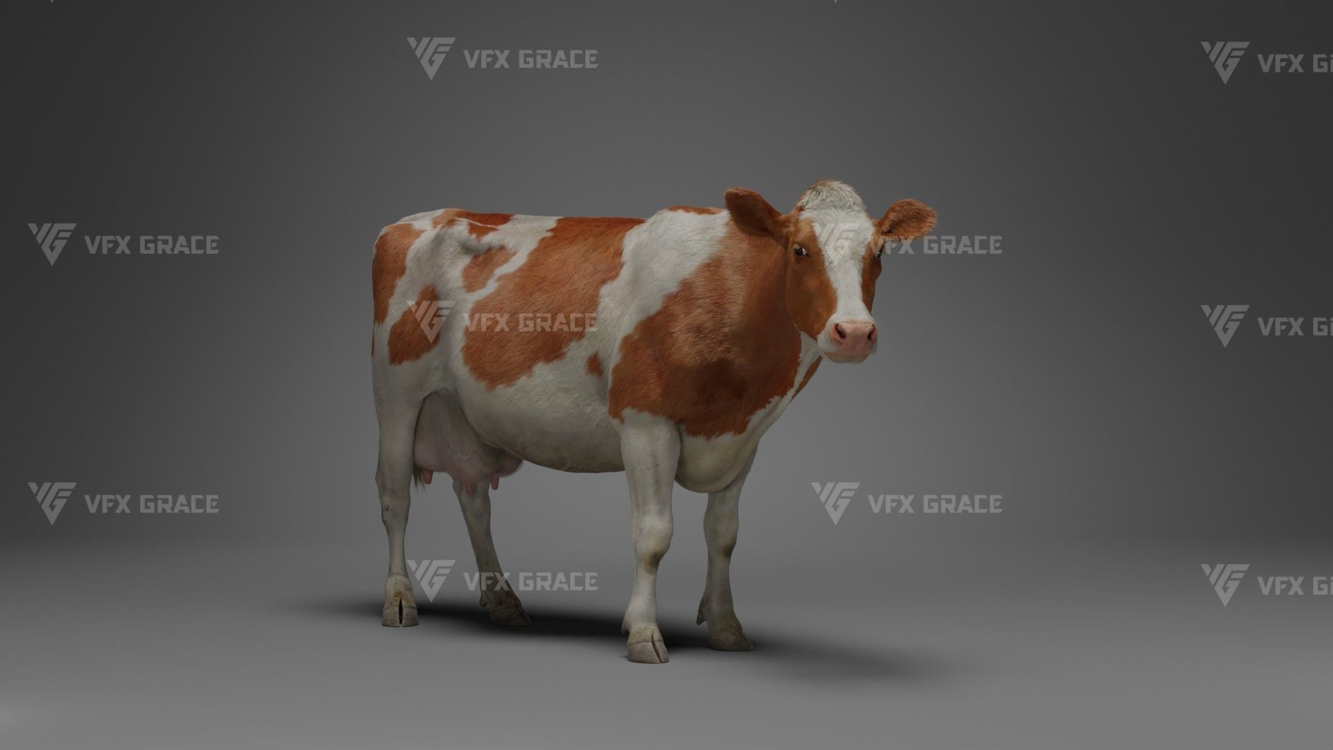 Holstein Female Animation - VFX Grace 3D model_7