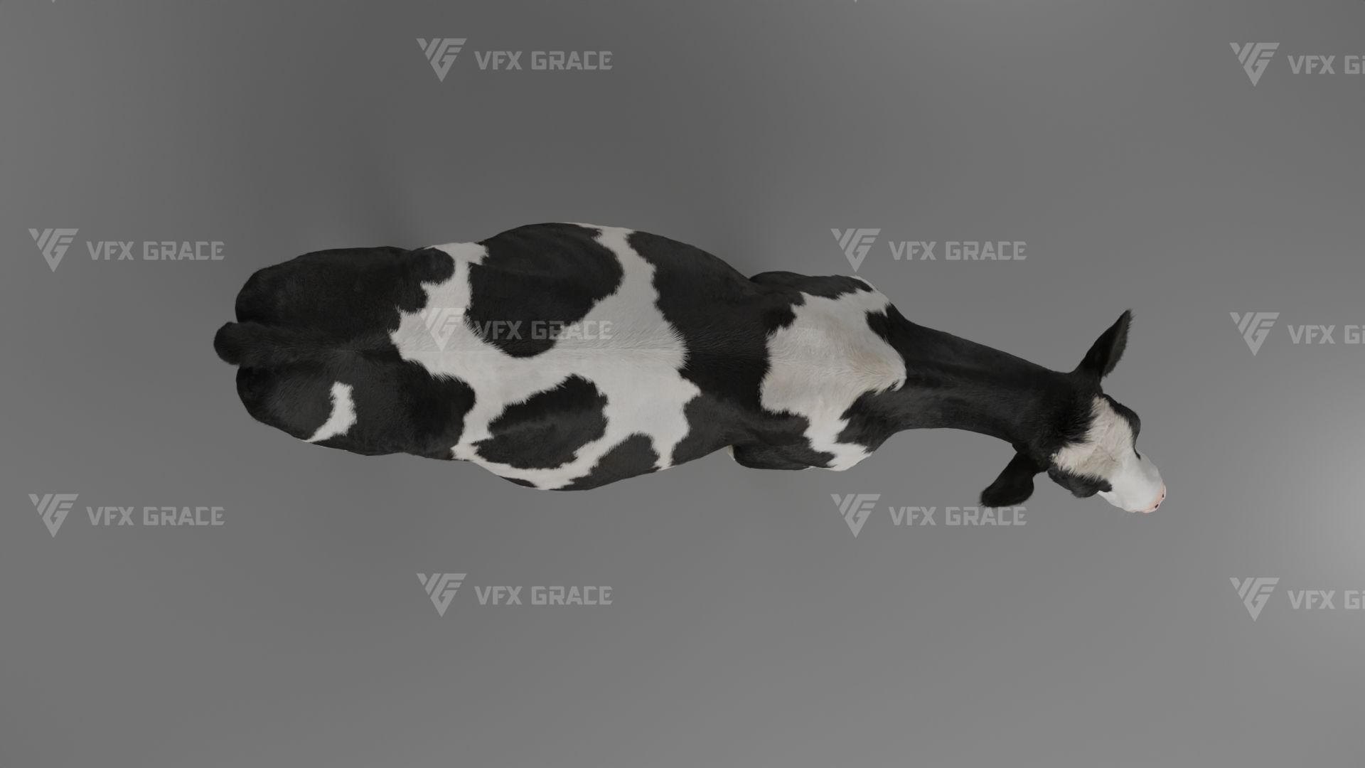 Holstein Female Animation - VFX Grace 3D model_18
