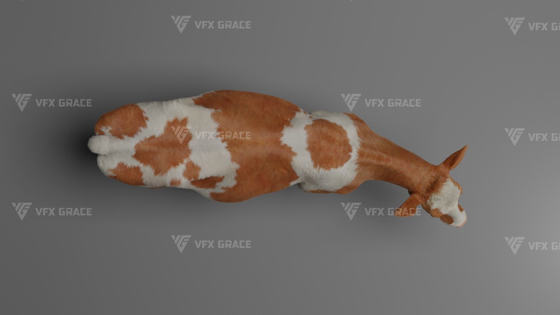 Holstein Female Animation - VFX Grace 3D model_11