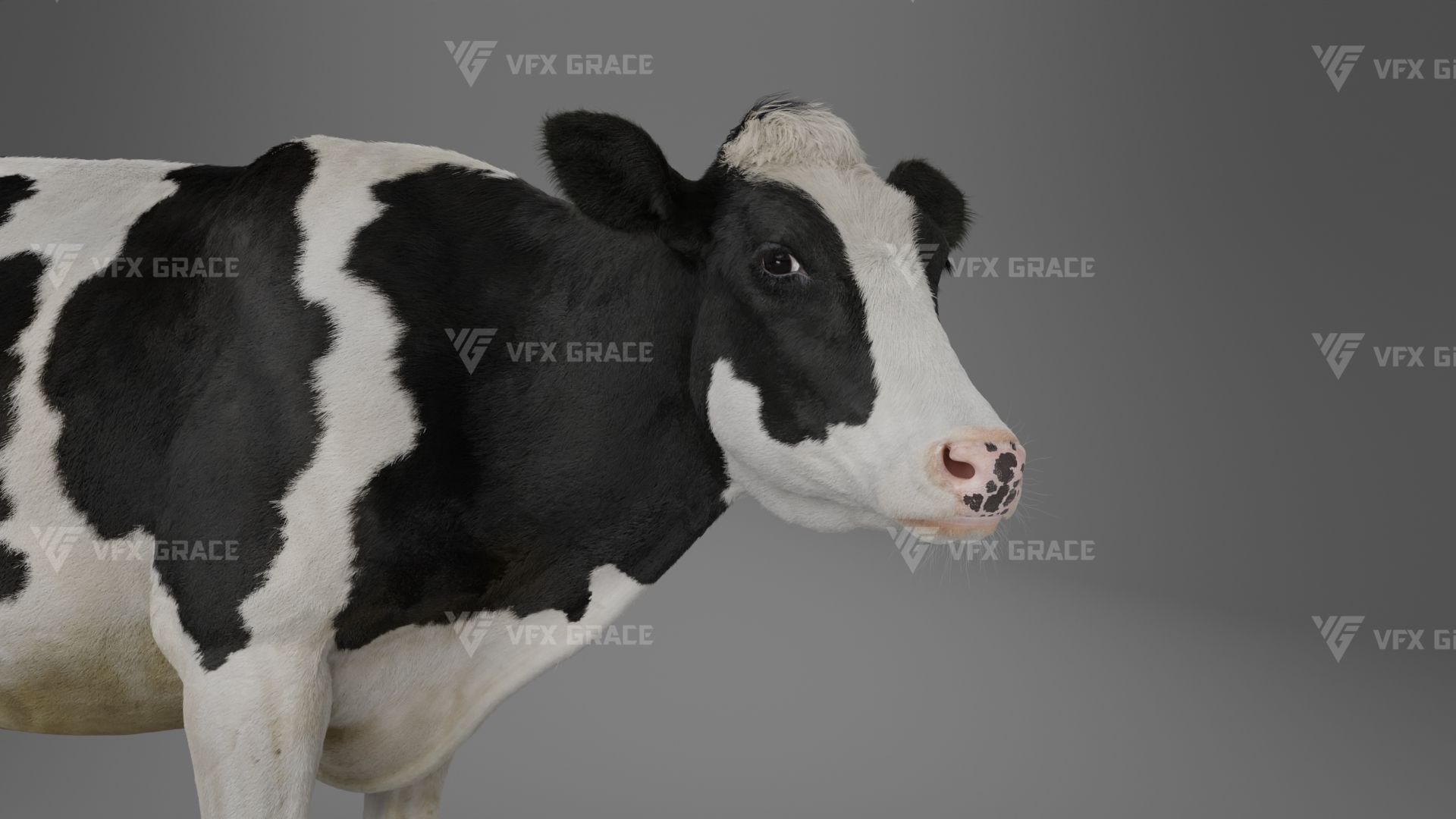 Holstein Female Animation - VFX Grace 3D model_20