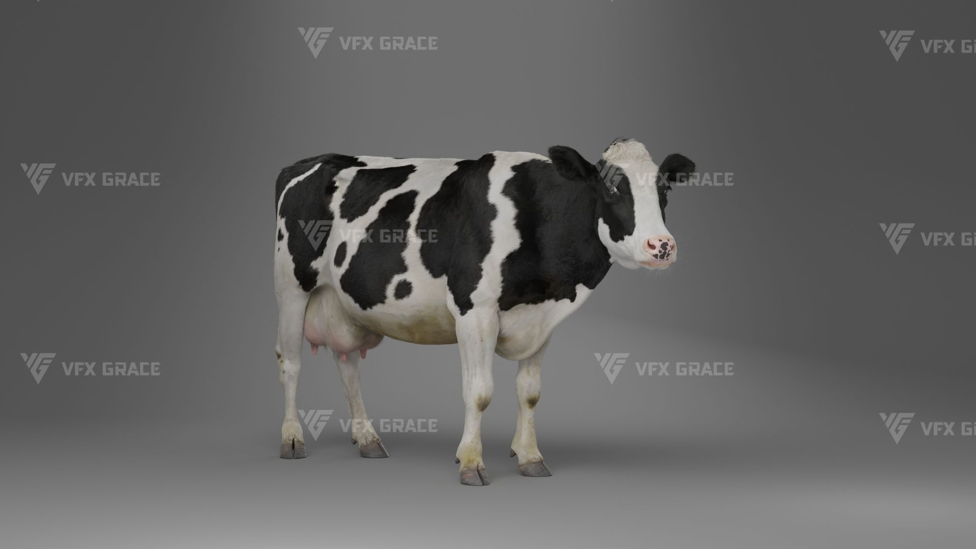 Holstein Female Animation - VFX Grace 3D model_14