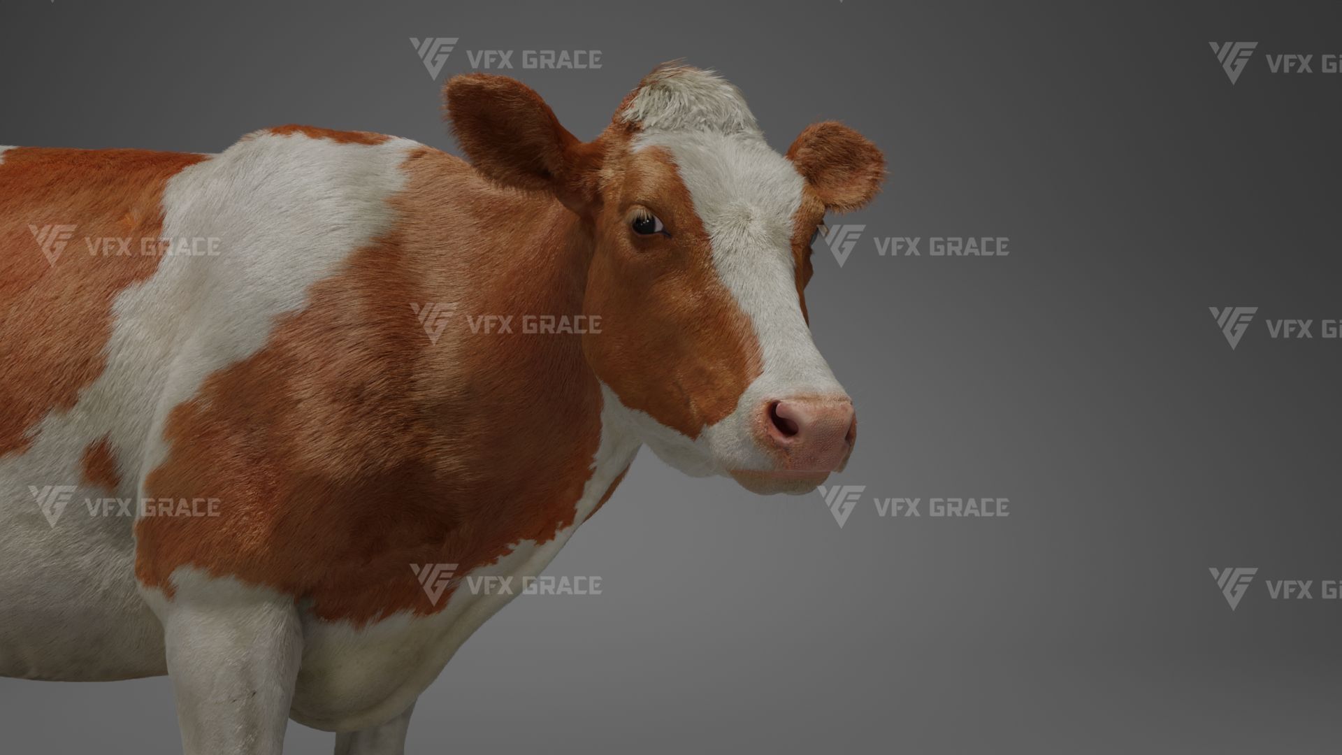 Holstein Female Animation - VFX Grace 3D model_13