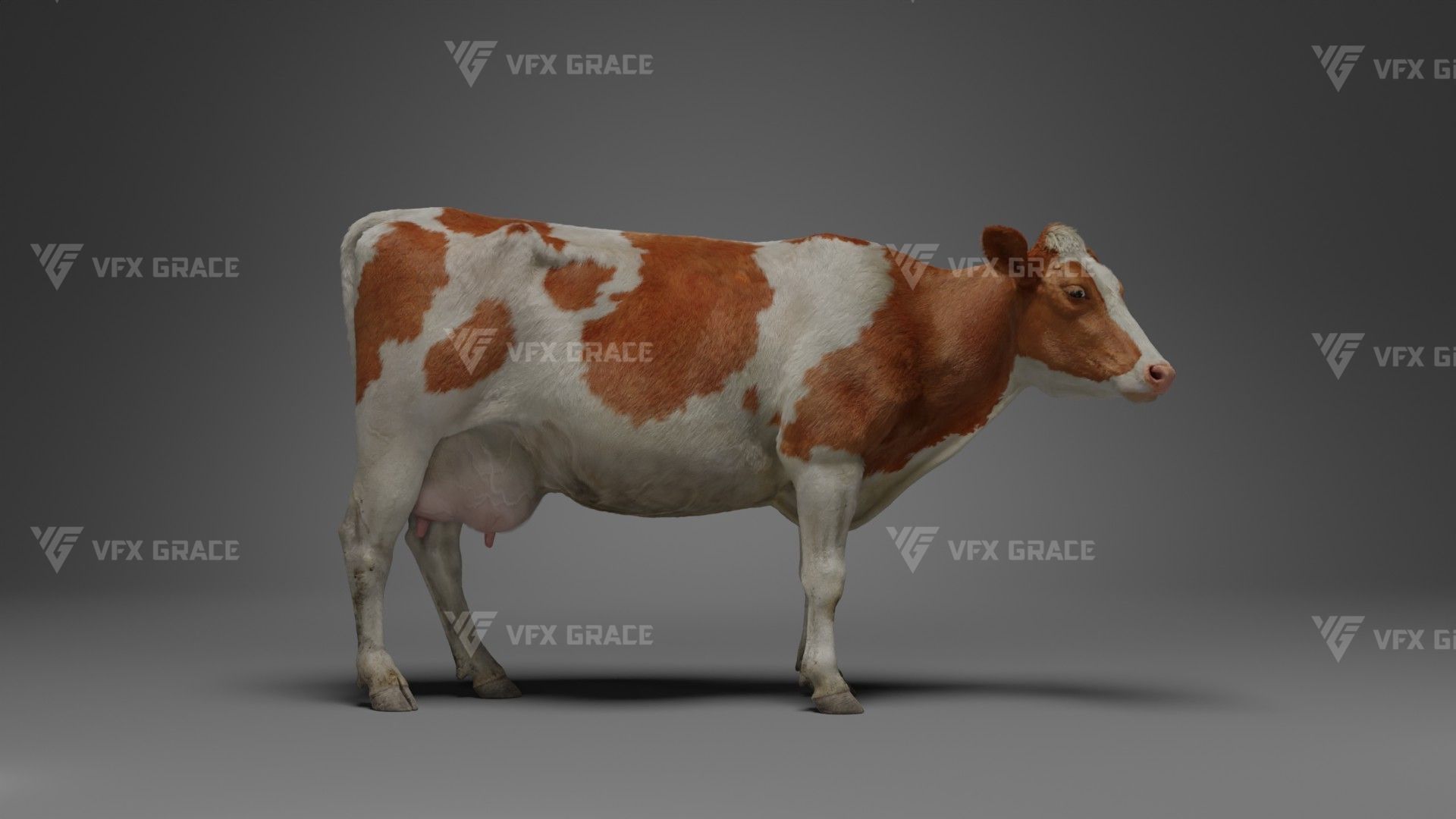 Holstein Female Animation - VFX Grace 3D model_8