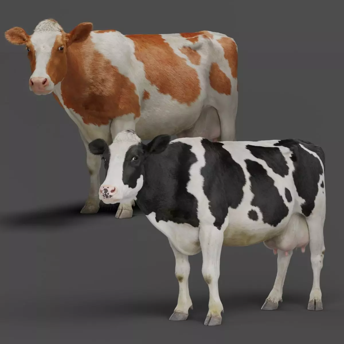 Holstein Female Animation - VFX Grace 3D model_0