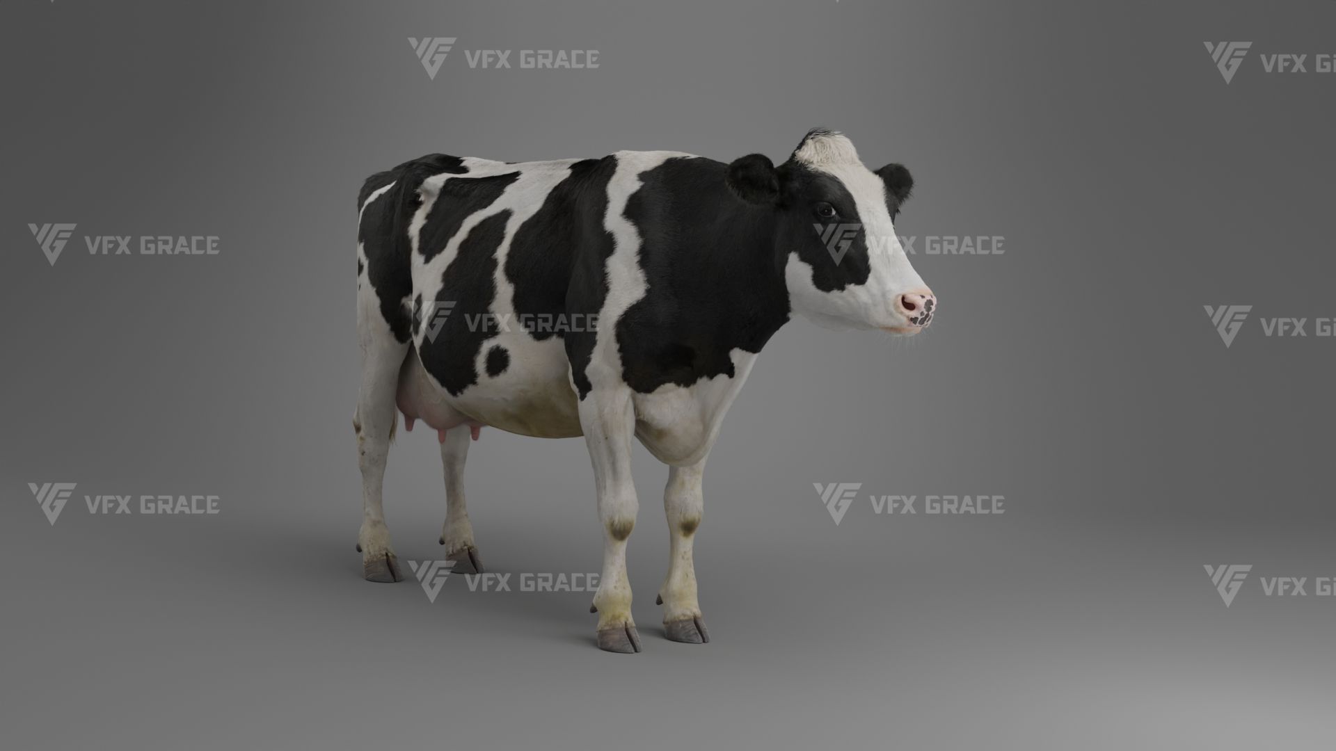 Holstein Female Animation - VFX Grace 3D model_19