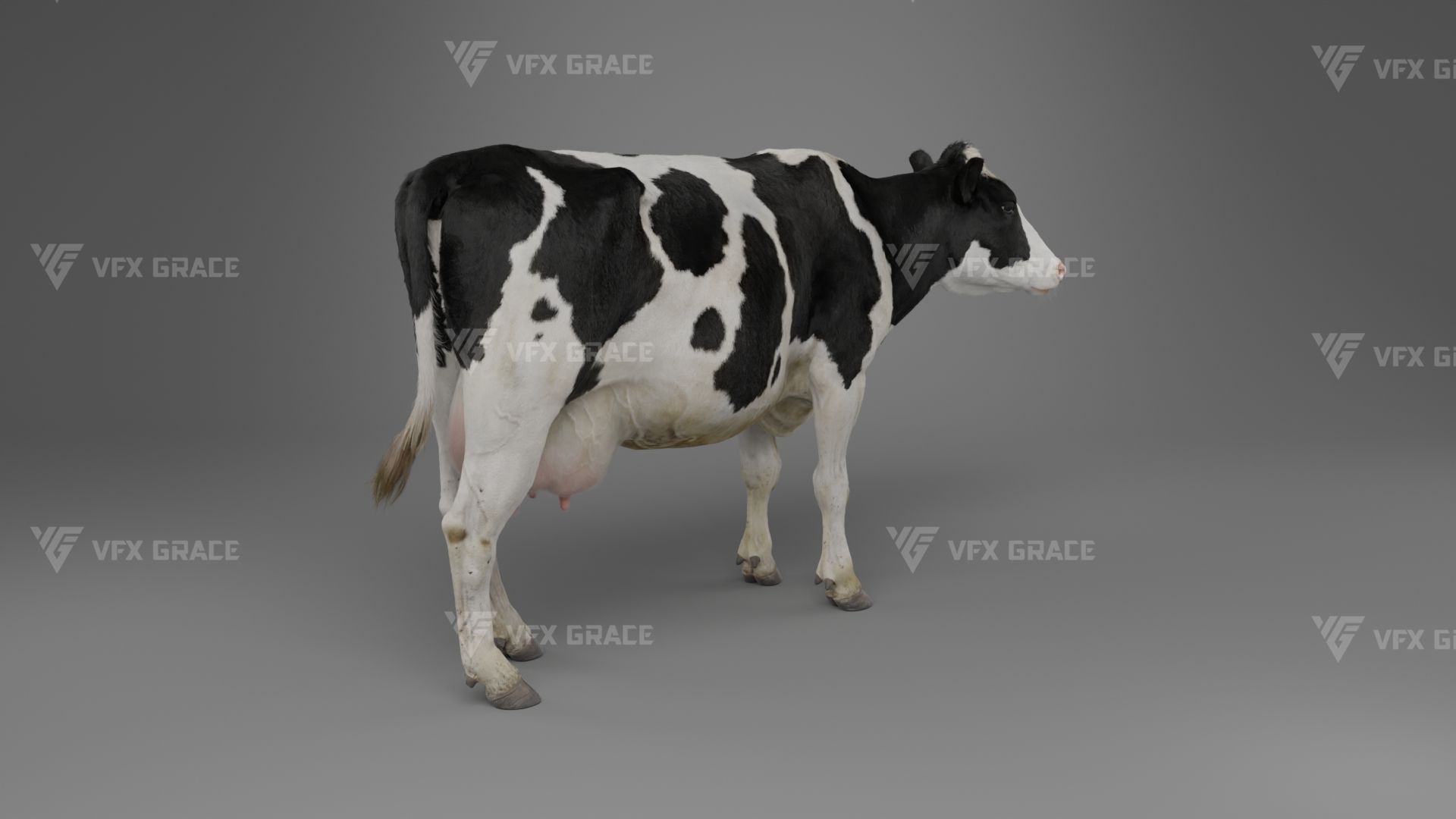 Holstein Female Animation - VFX Grace 3D model_16