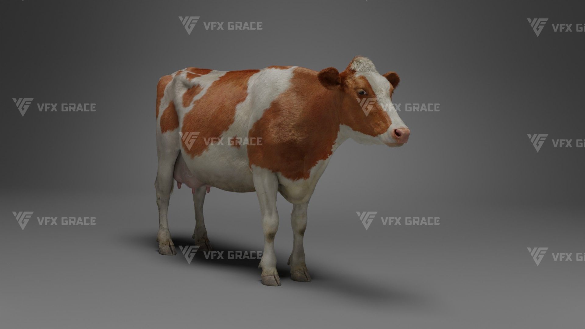 Holstein Female Animation - VFX Grace 3D model_12