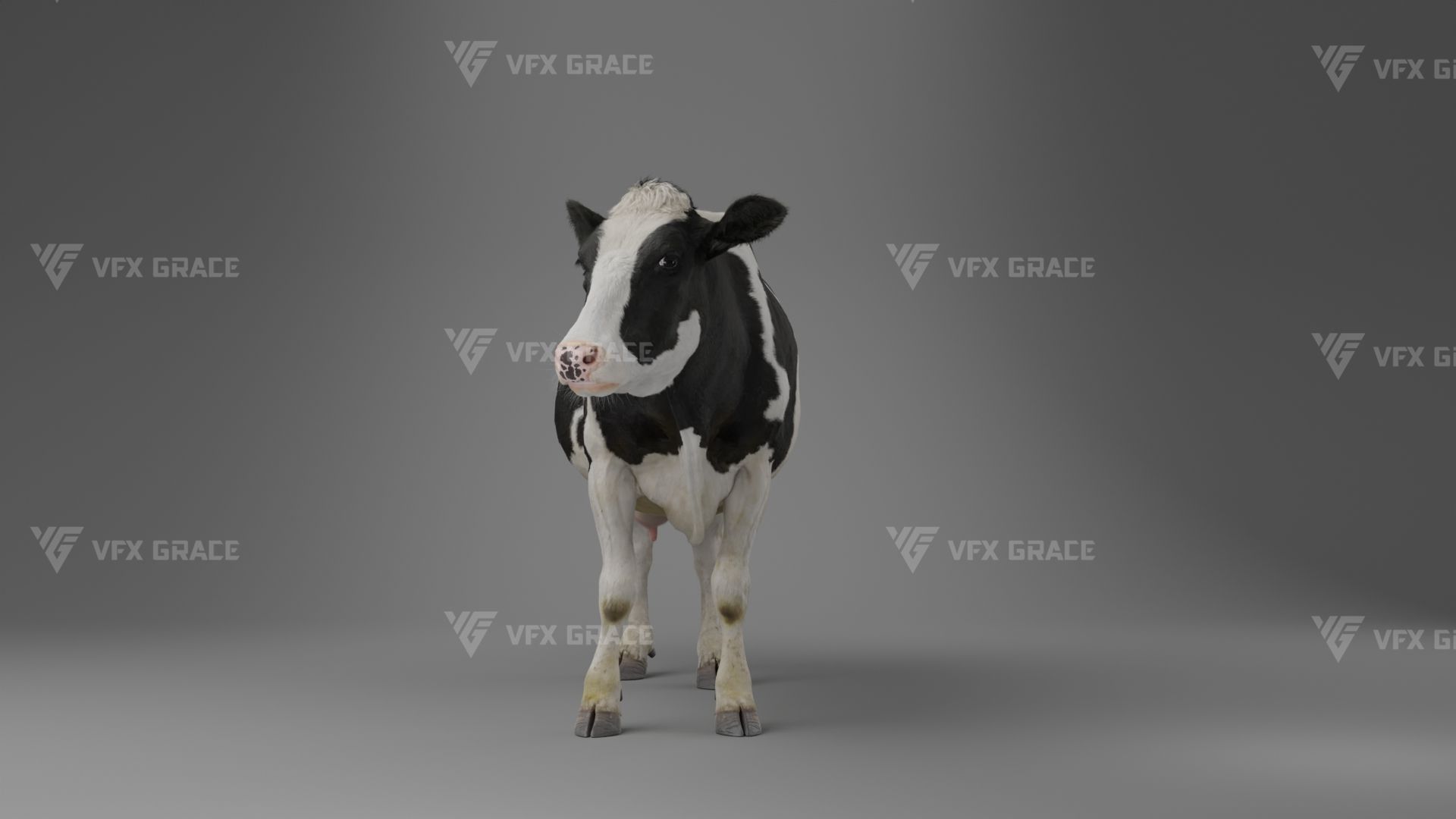 Holstein Female Animation - VFX Grace 3D model_17