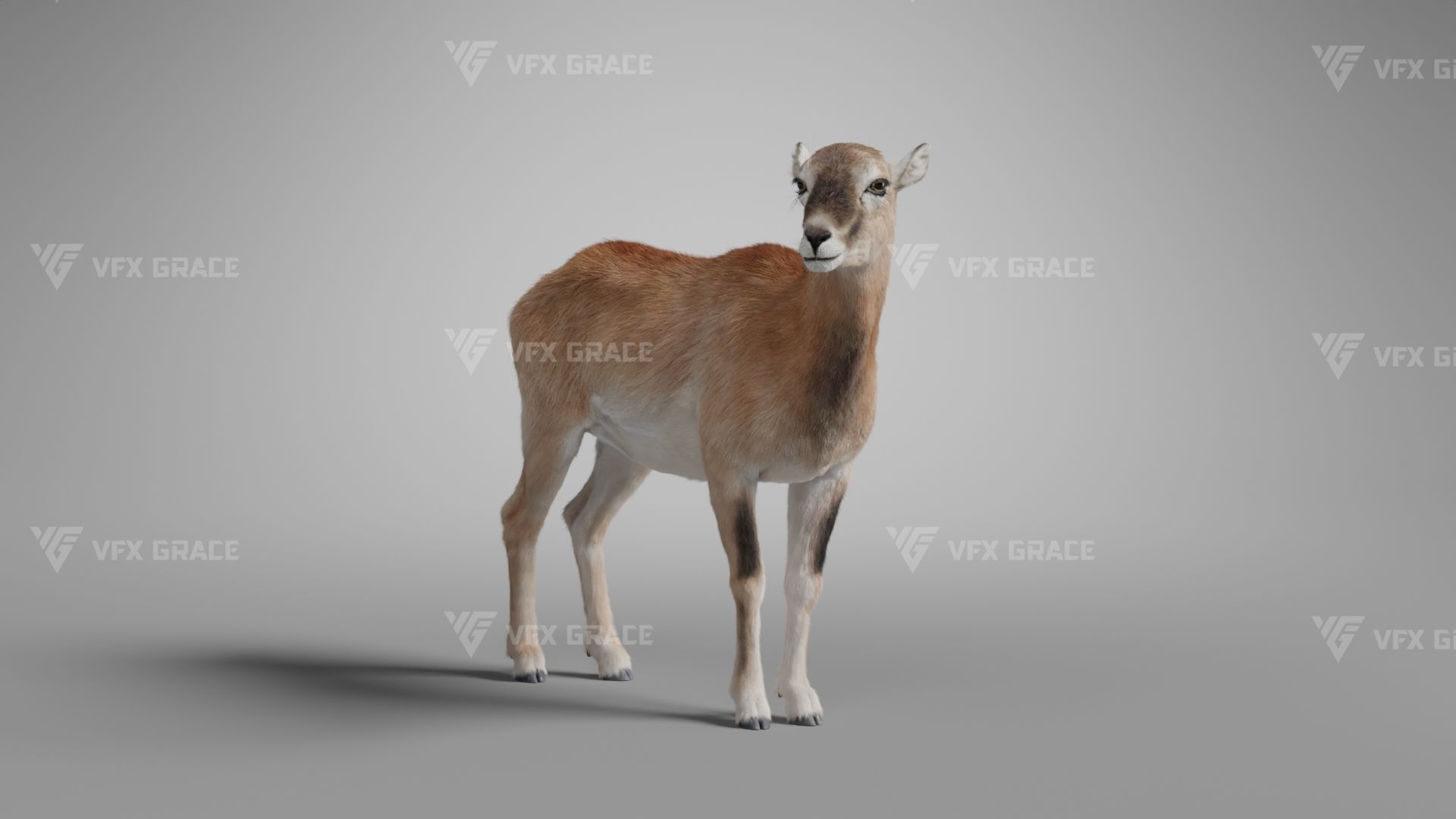 European Mouflon Female Animation - VFX Grace 3D model_6