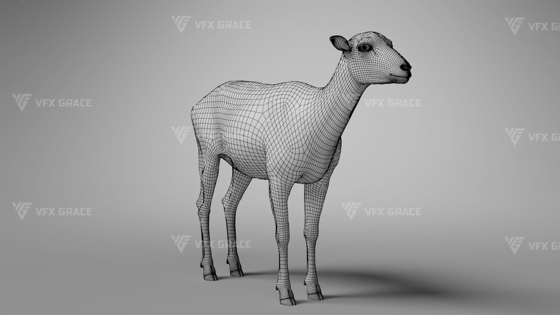 European Mouflon Female Animation - VFX Grace 3D model_17