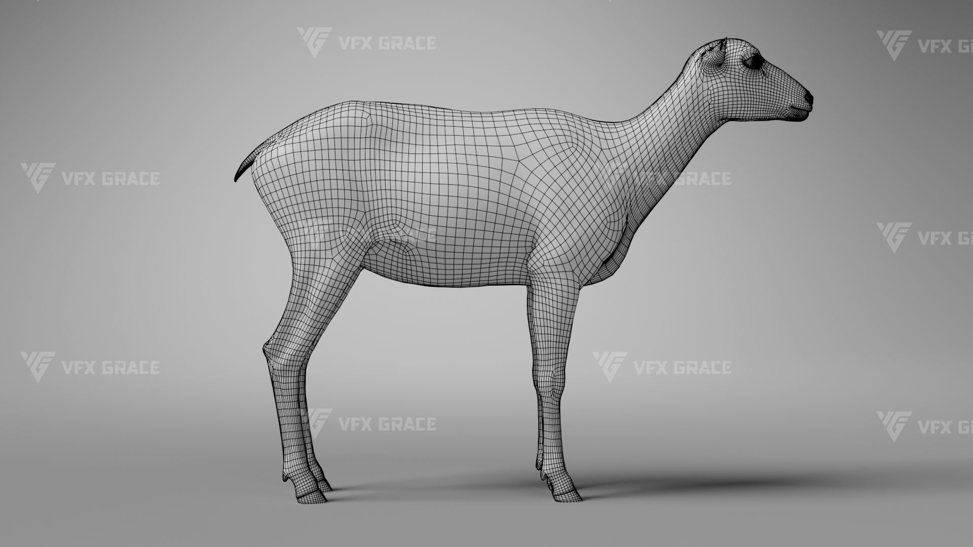 European Mouflon Female Animation - VFX Grace 3D model_18