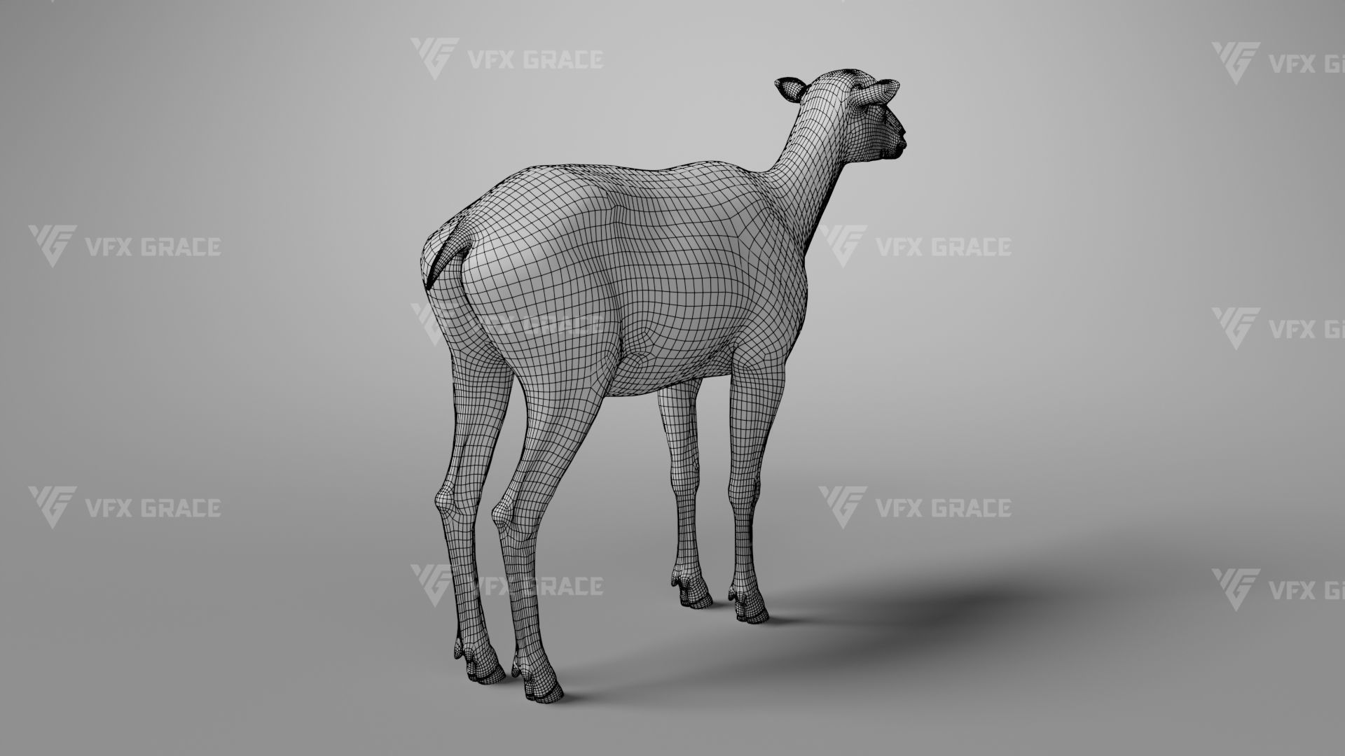 European Mouflon Female Animation - VFX Grace 3D model_19