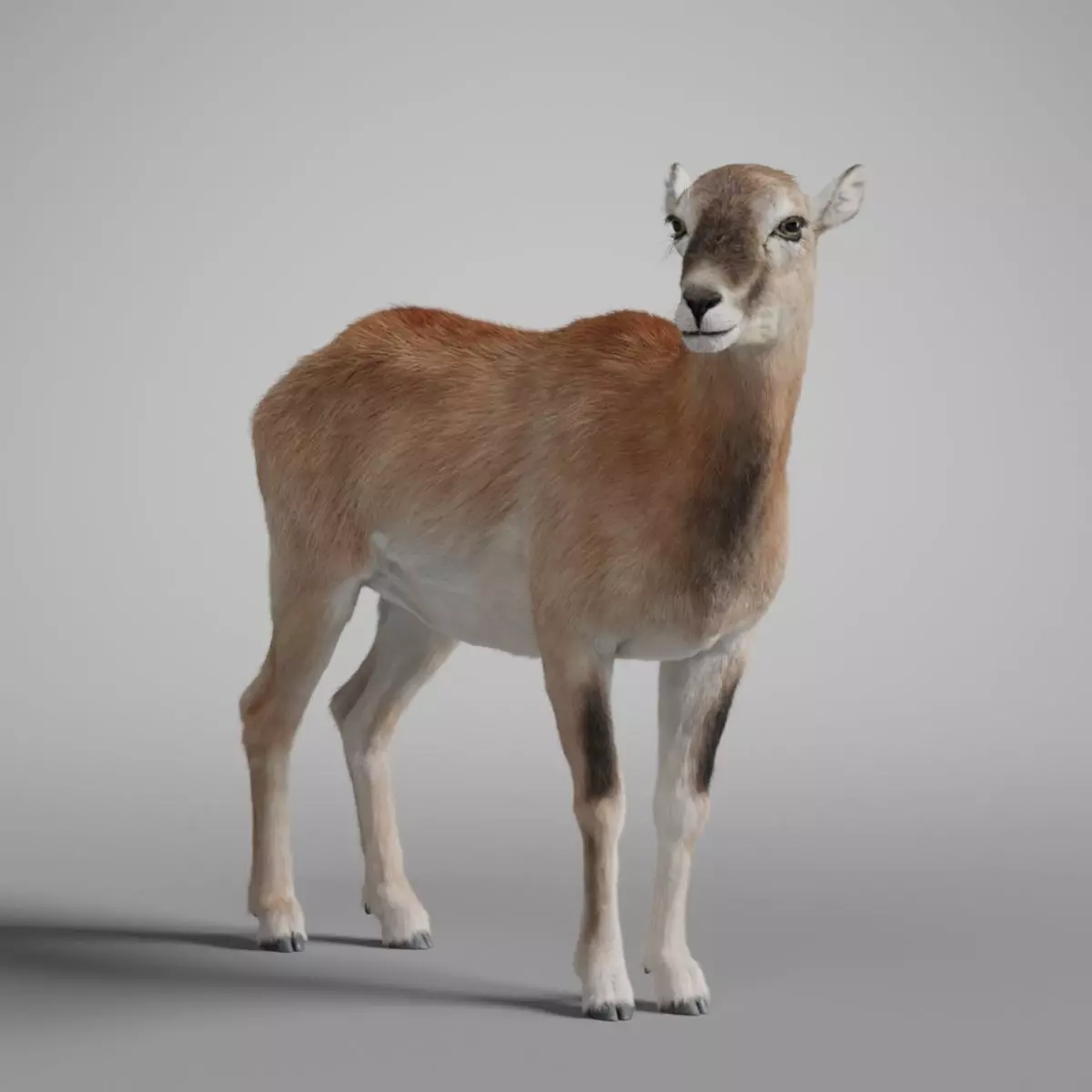 European Mouflon Female Animation - VFX Grace 3D model_0