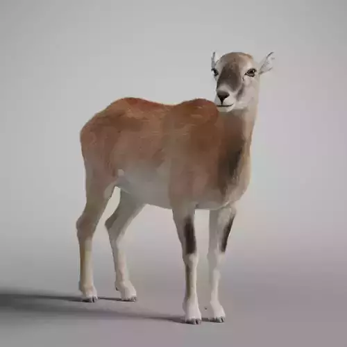 European Mouflon Female Animation - VFX Grace 3D model European Mouflon Female Animation - VFX Grace 3D model