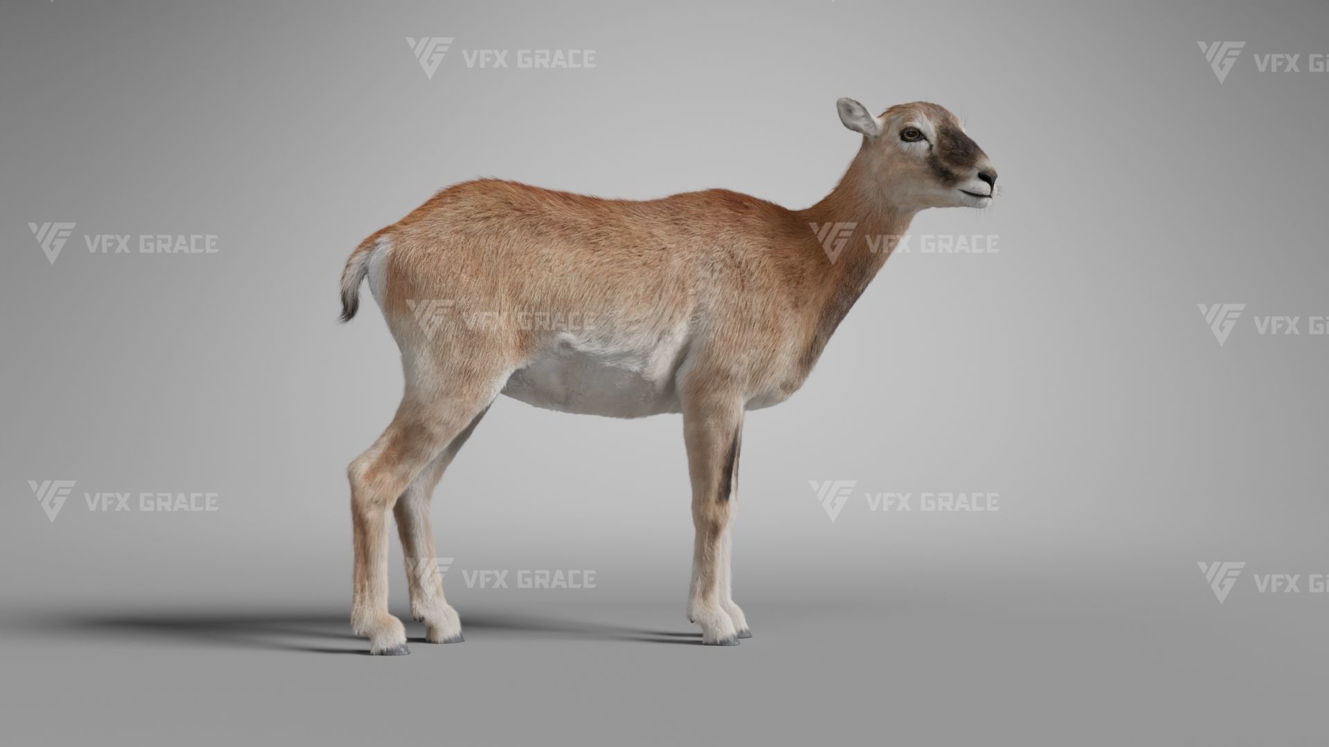 European Mouflon Female Animation - VFX Grace 3D model_7