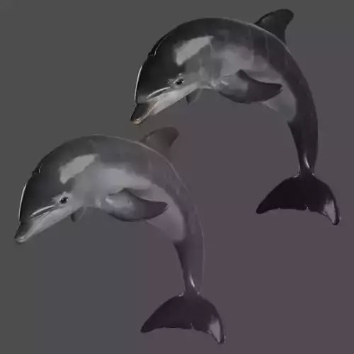 Bottlenose Dolphins Young Animation - VFX Grace 3D model