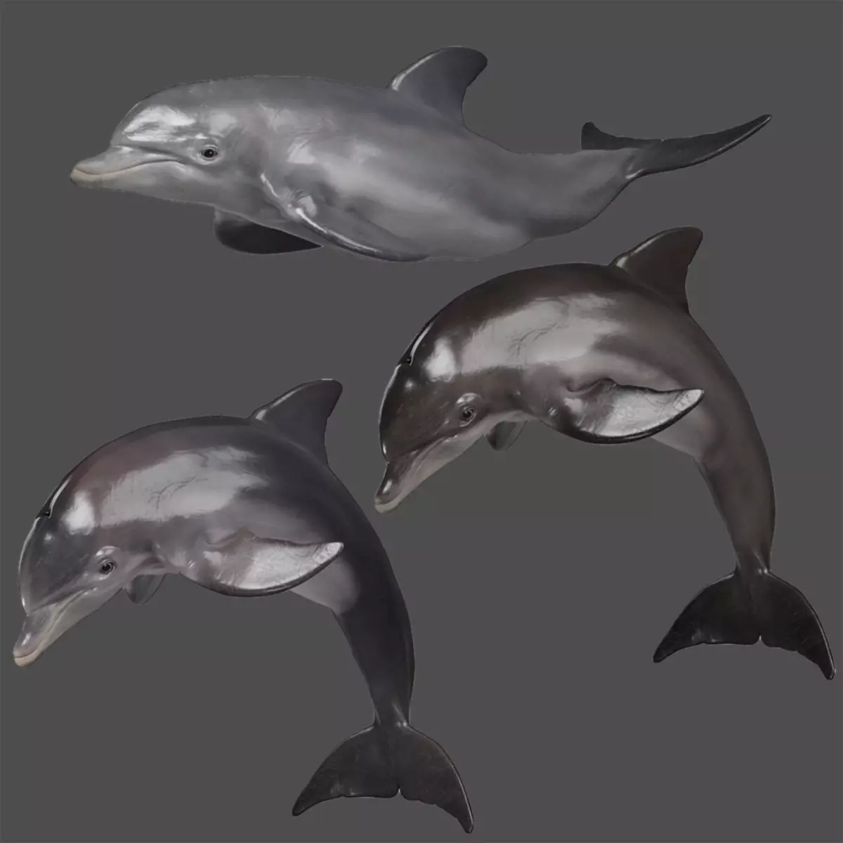 Bottlenose Dolphins Adult Animation - VFX Grace 3D model