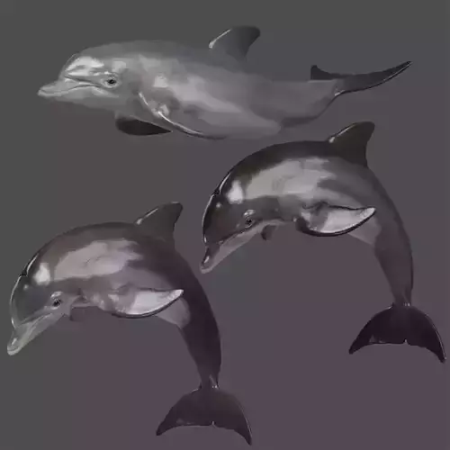 Bottlenose Dolphins Adult Animation - VFX Grace 3D model