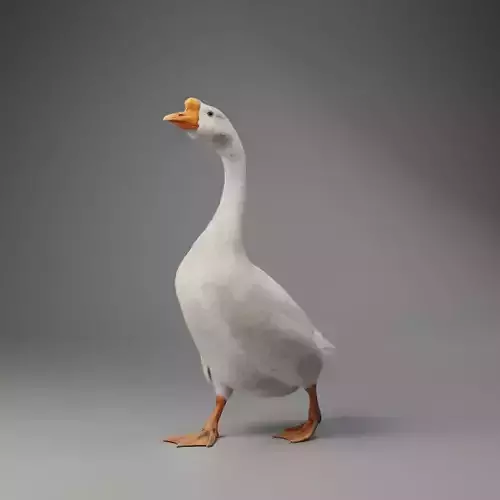 Big White Goose Male Animation - VFX Grace 3D model