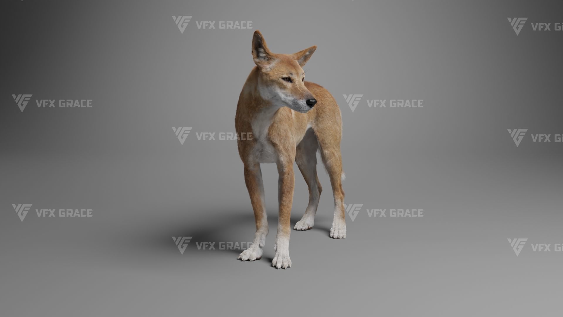 Australian Dingo Animation - VFX Grace 3D model_9