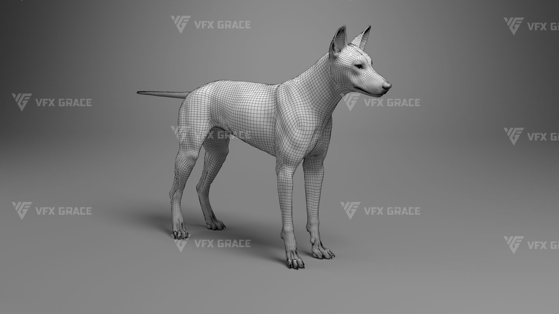 Australian Dingo Animation - VFX Grace 3D model_14
