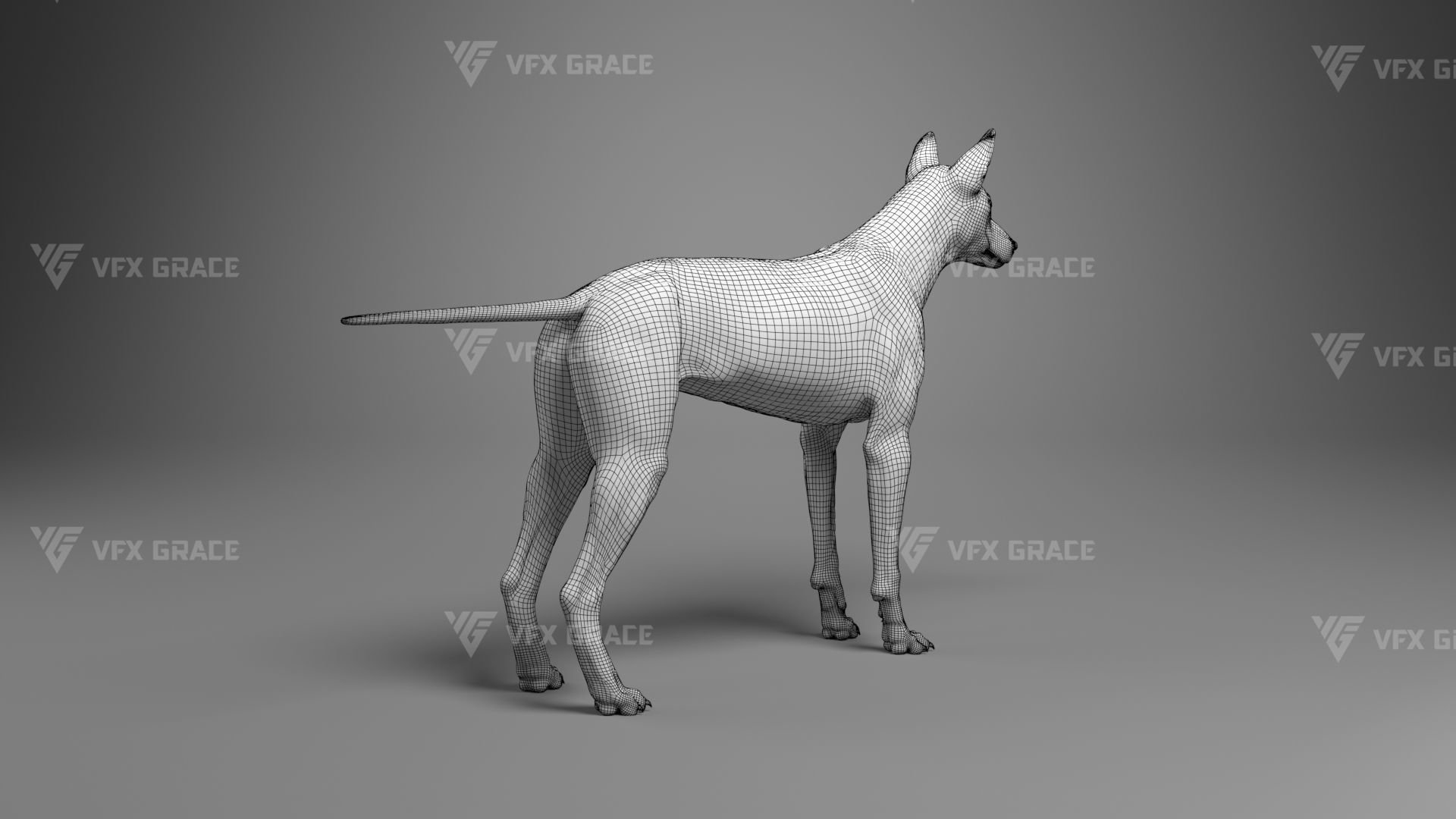 Australian Dingo Animation - VFX Grace 3D model_16