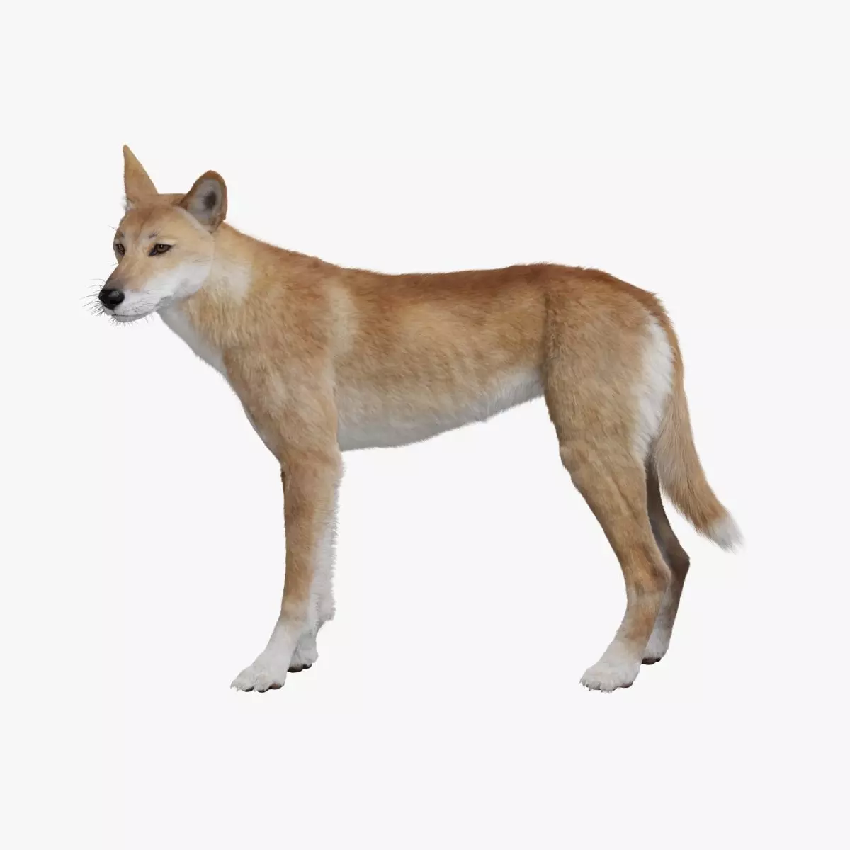 Australian Dingo Animation - VFX Grace 3D model_0