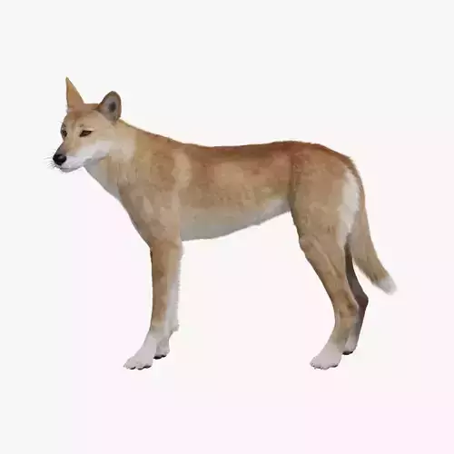 Australian Dingo Animation - VFX Grace 3D model
