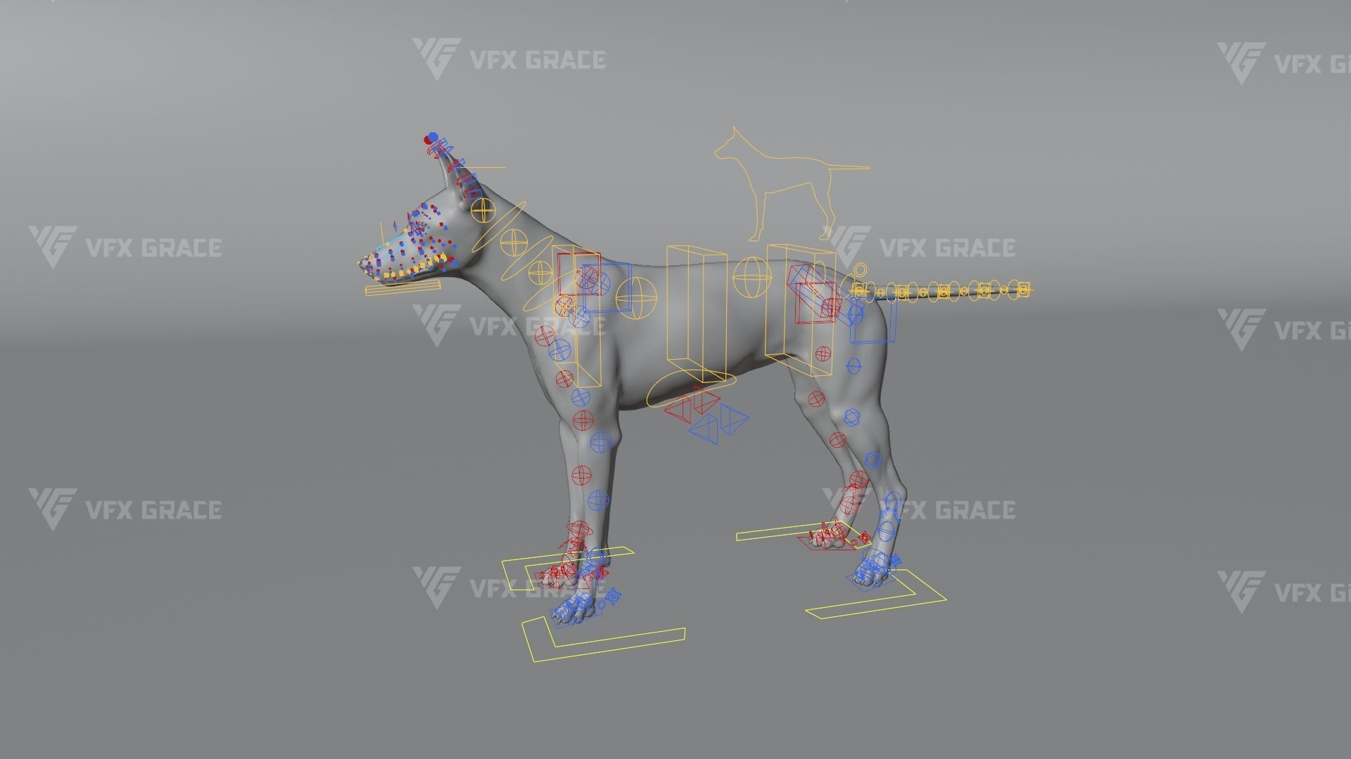 Australian Dingo Animation - VFX Grace 3D model_12