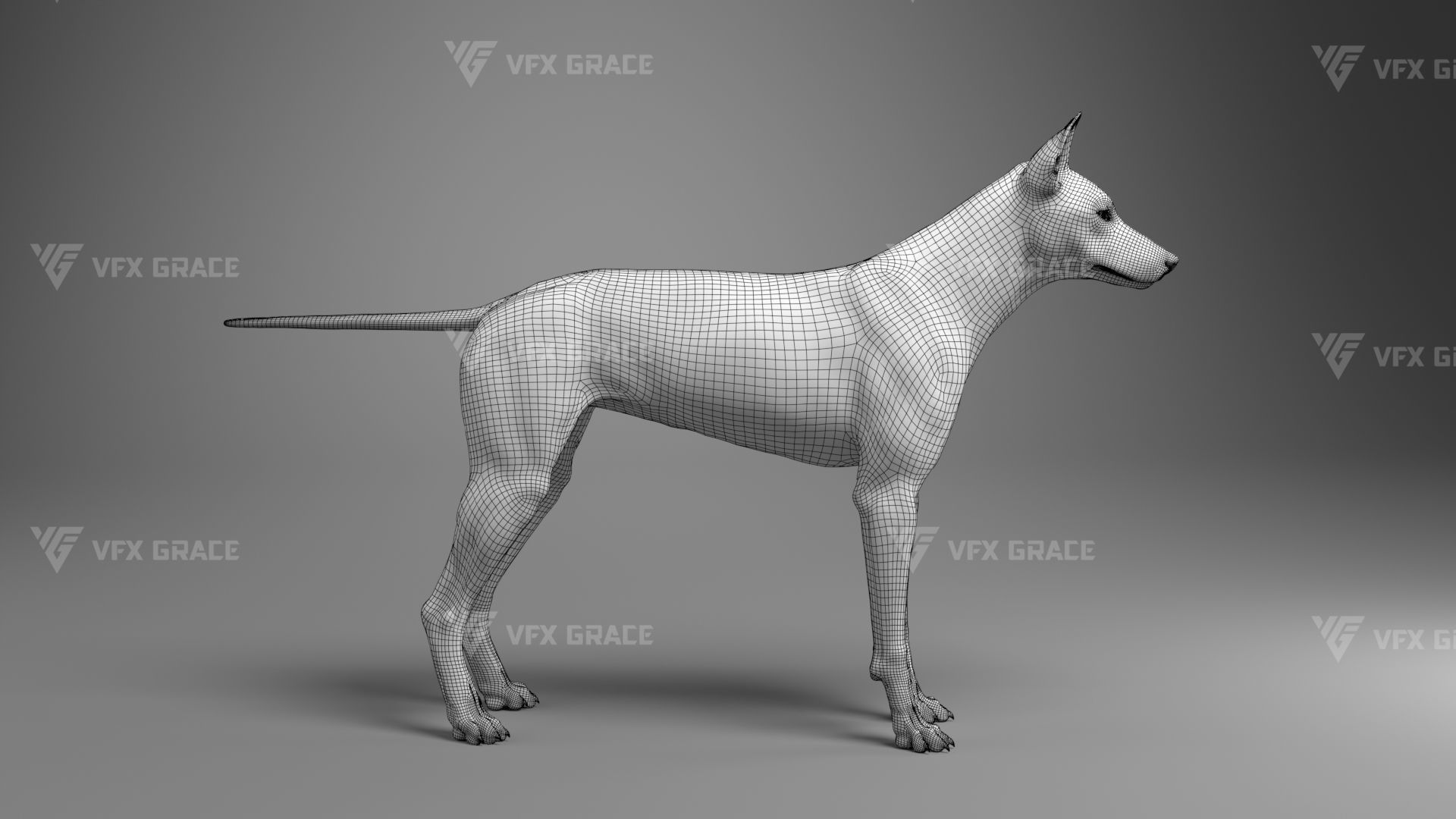 Australian Dingo Animation - VFX Grace 3D model_15