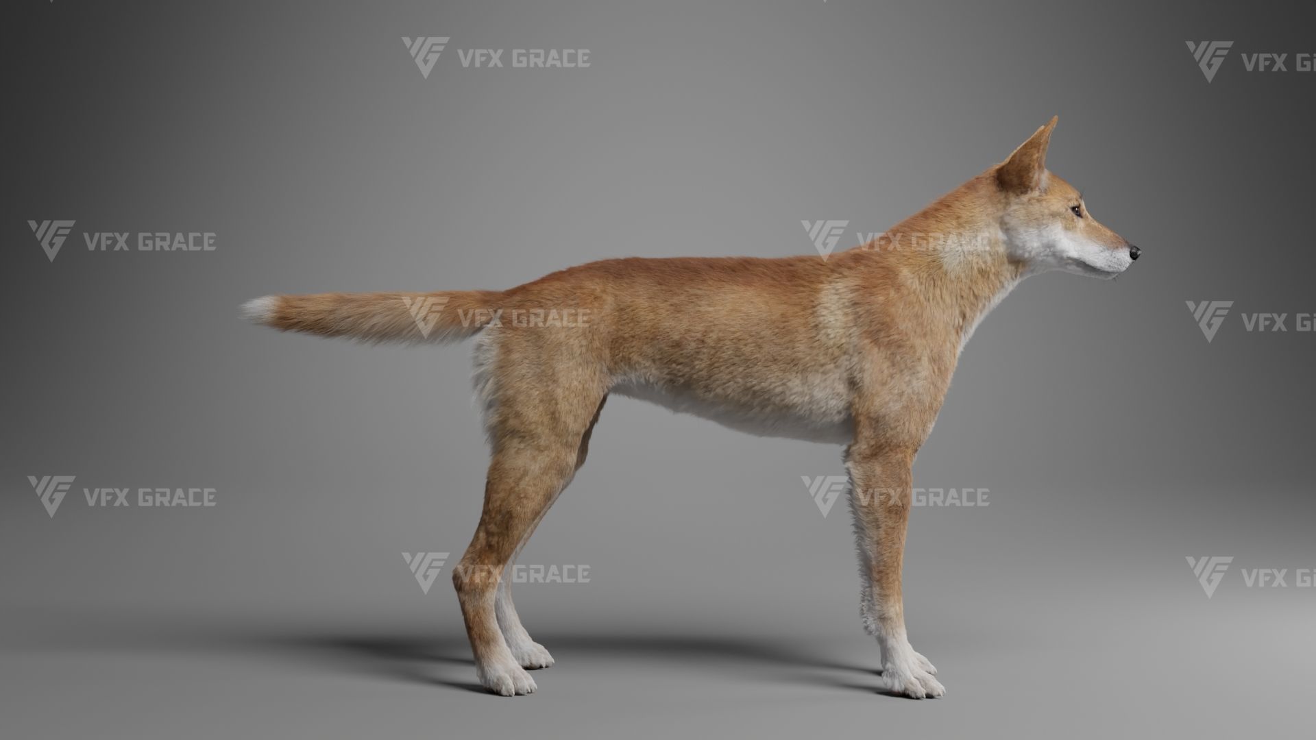 Australian Dingo Animation - VFX Grace 3D model_11